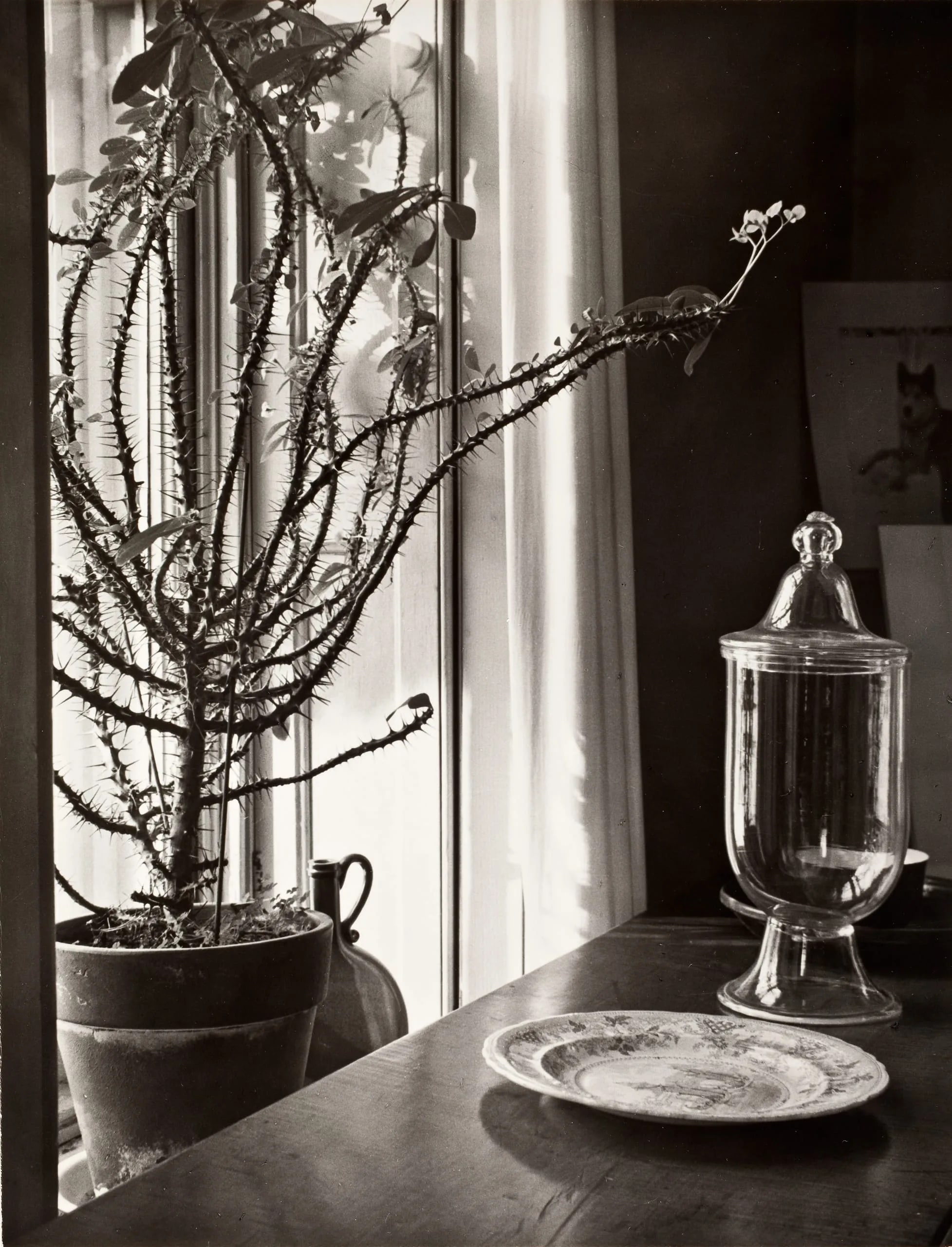 Still Life With Thorn Cactus