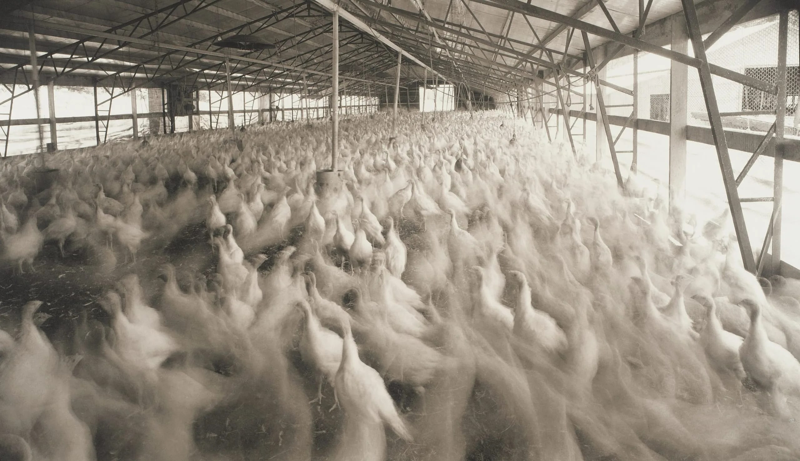 Gabbard Farm, Arkansas