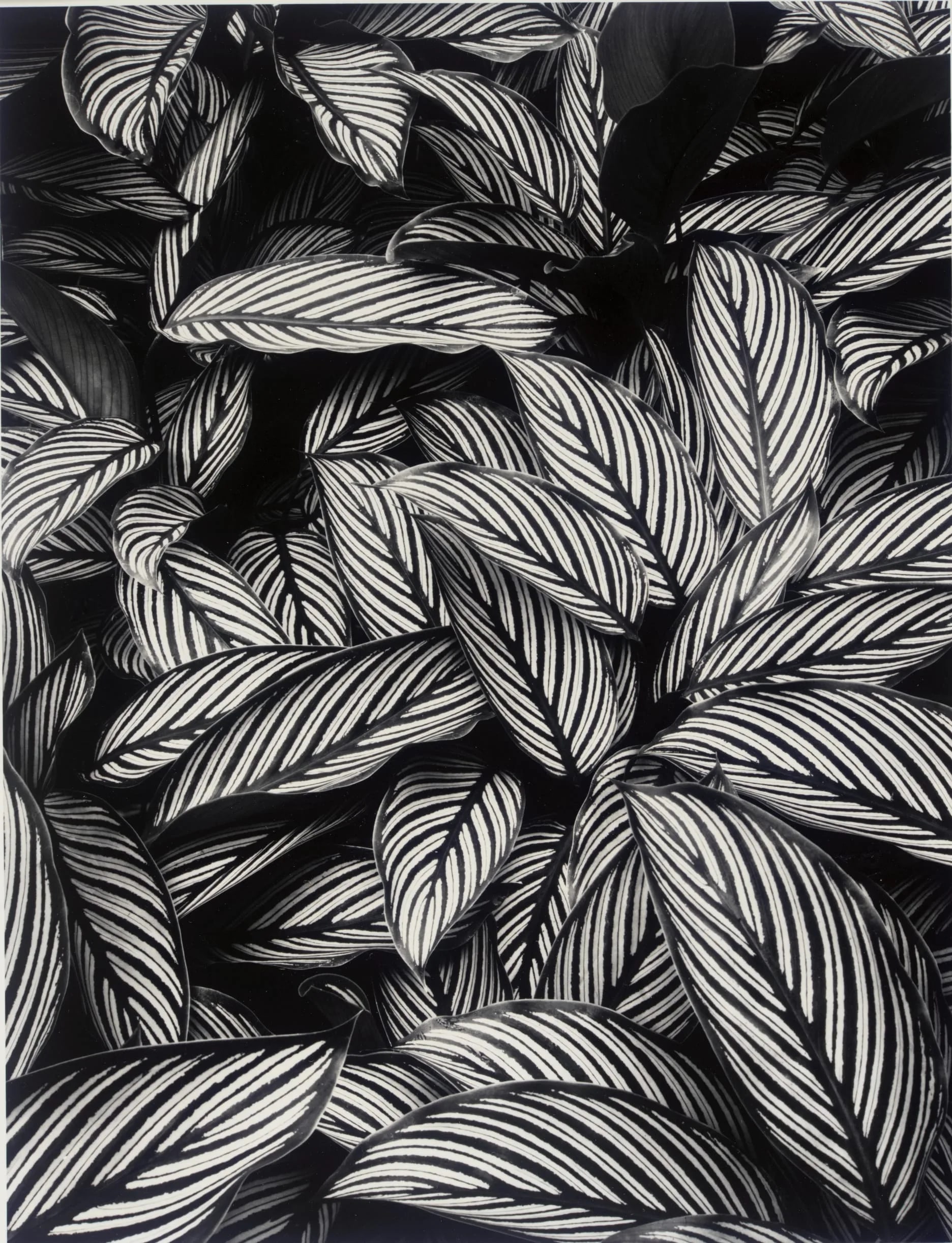 Calathea Vittata, Oahu