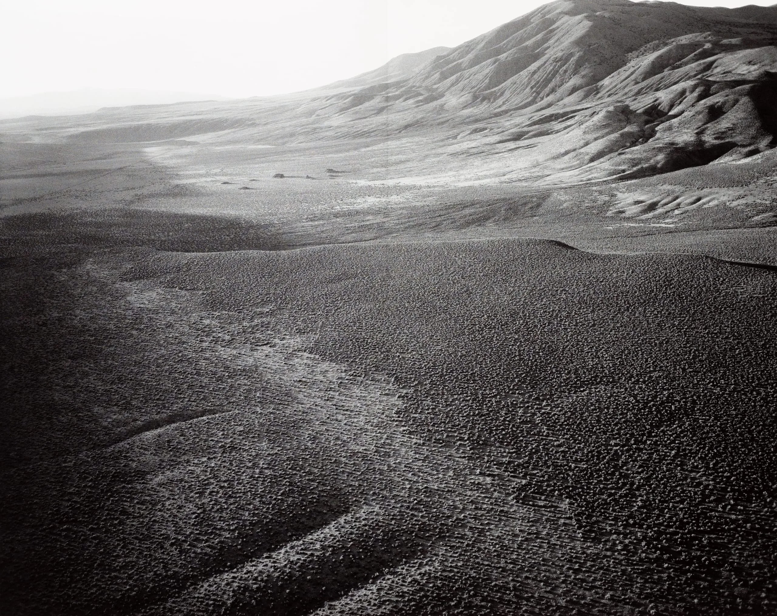 Dodge Flat at 500', 1800 hours, Nixon, Nevada (July 2000)