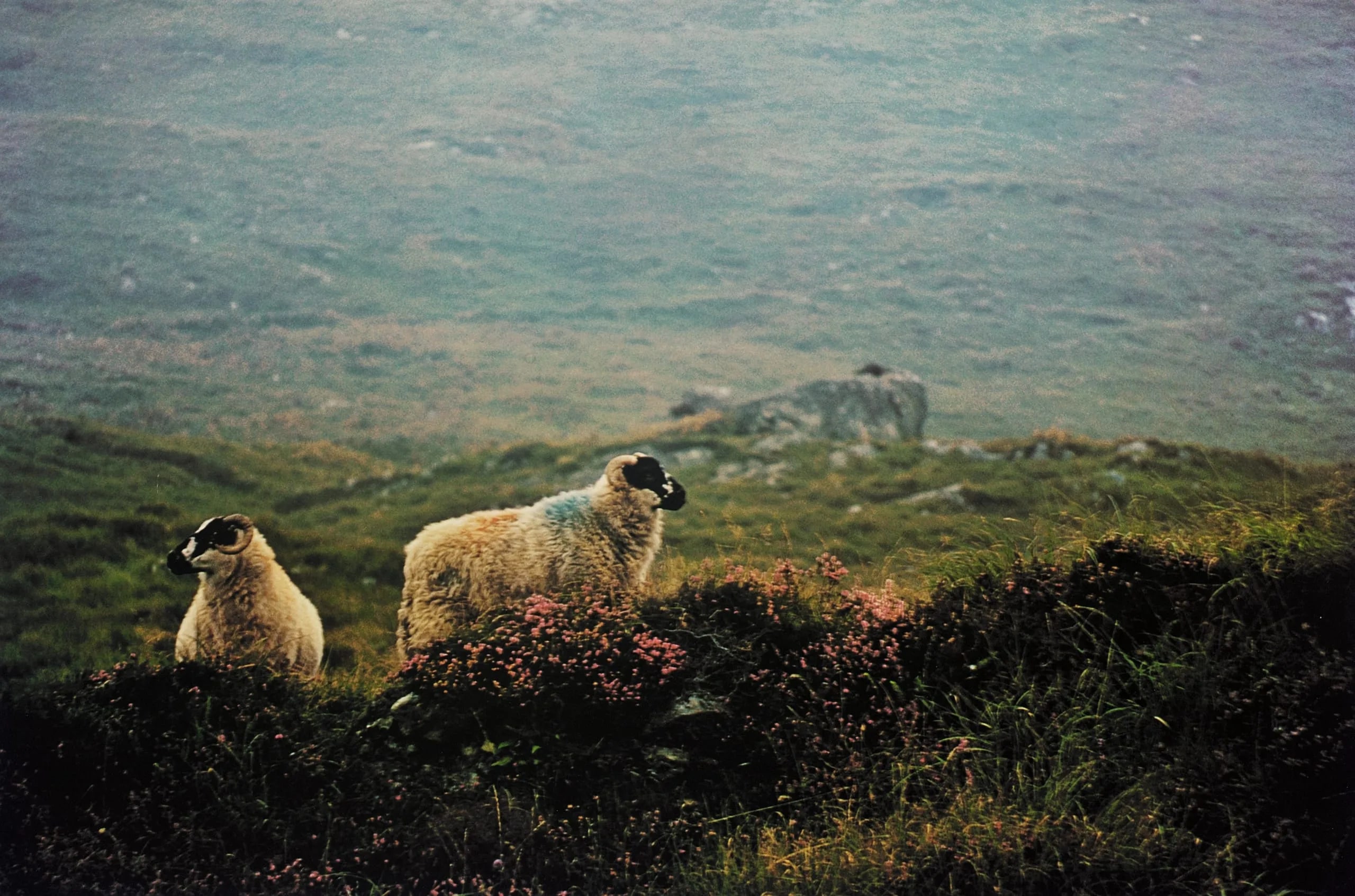 Painted Sheep, Ireland