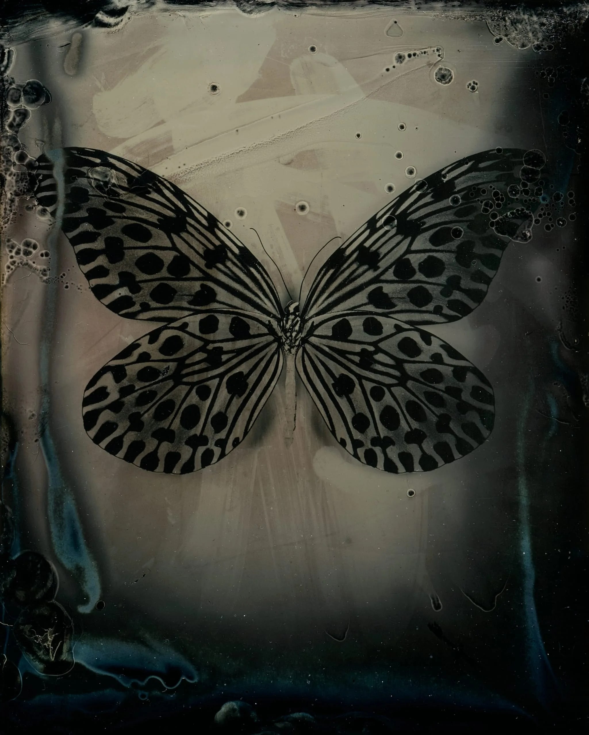 Ideopsis Guara Perkana