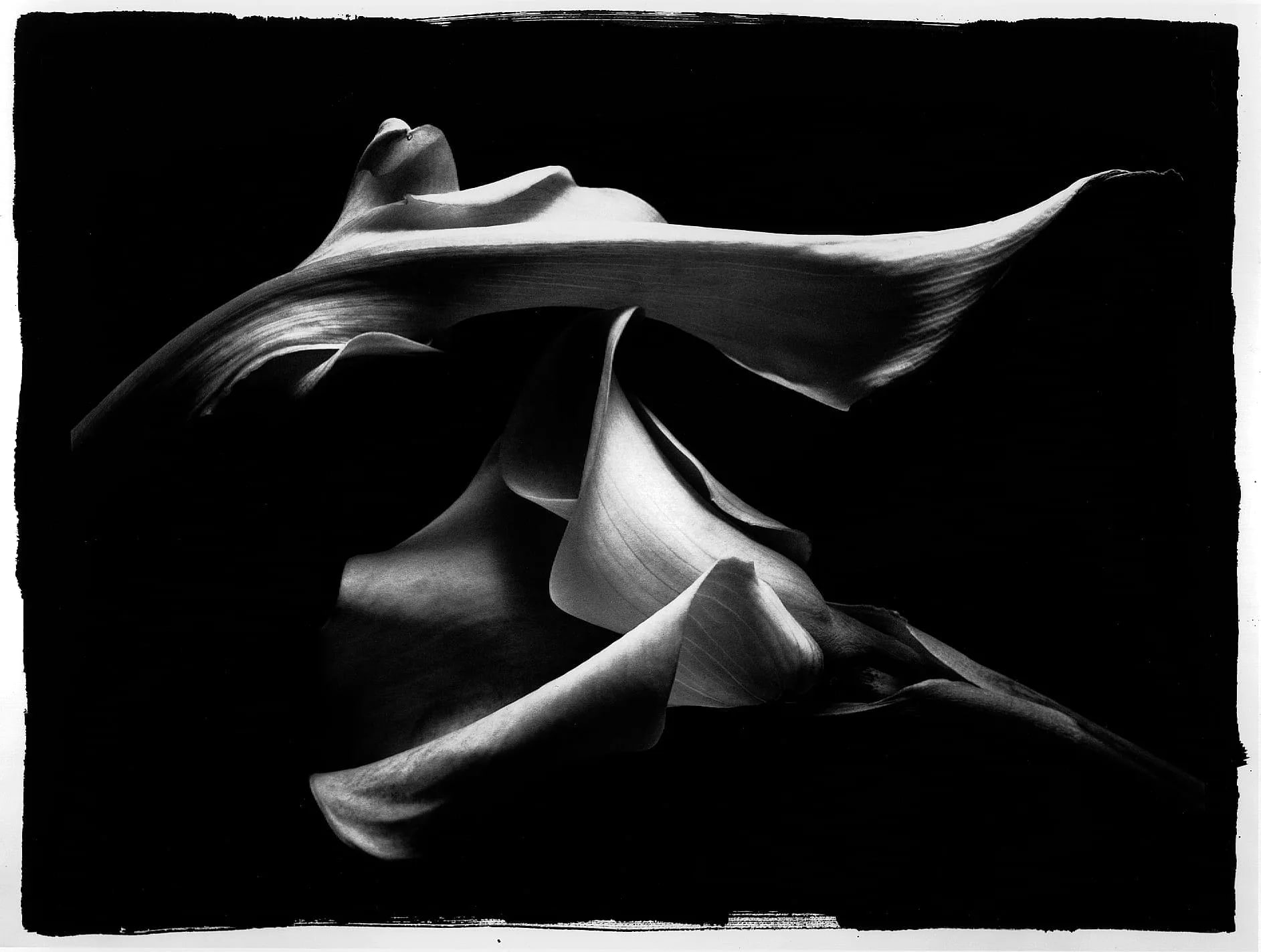 Still Life #227