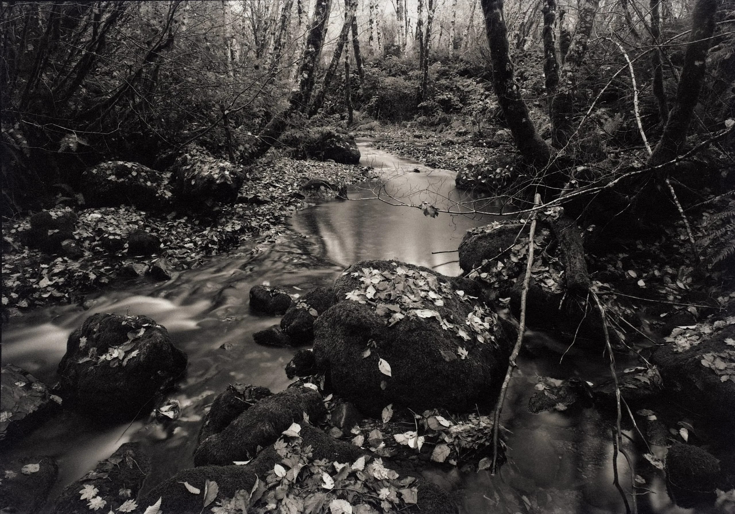 Autumn Stream, Nehalem, Oregon