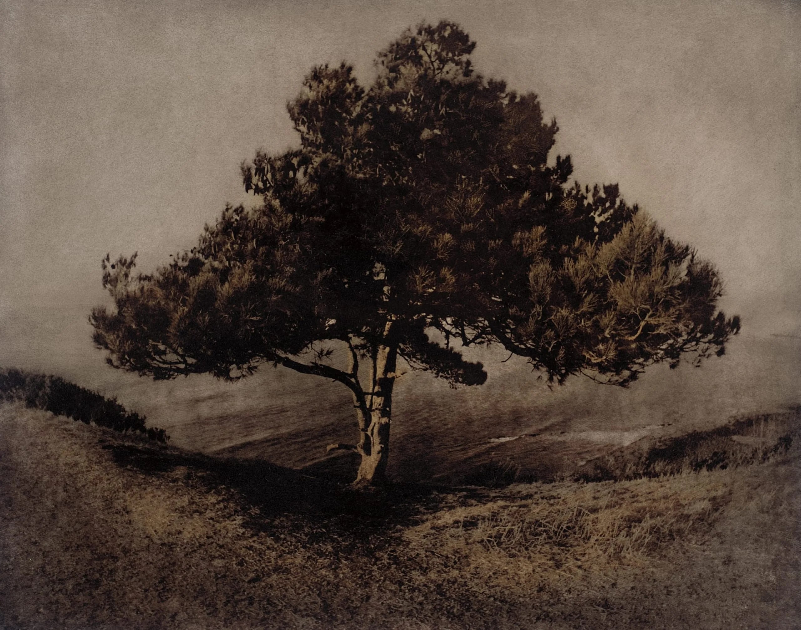 Palos Verdes Tree