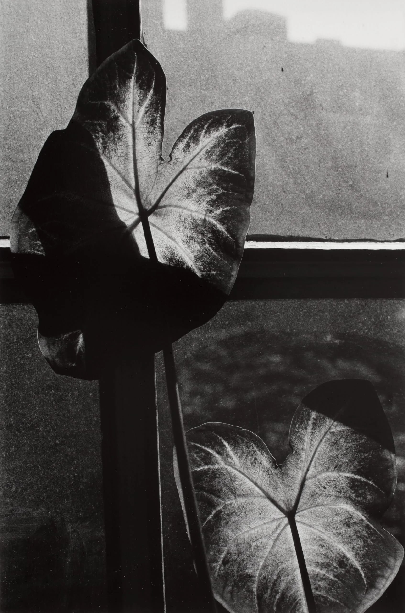 Window, N.Y. (West End Avenue), 1967