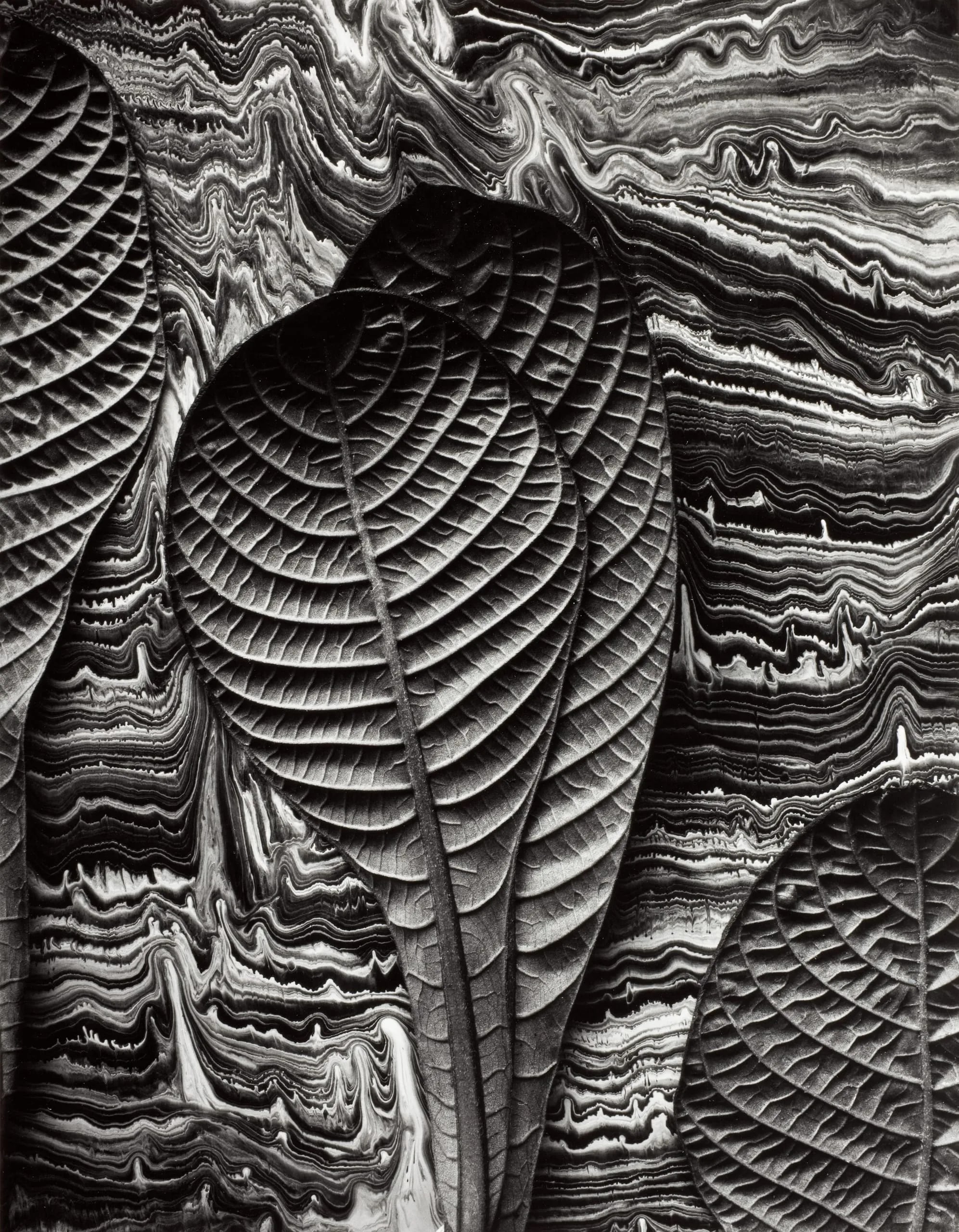 Tropical Leaves (Hoffmania Refulgens)