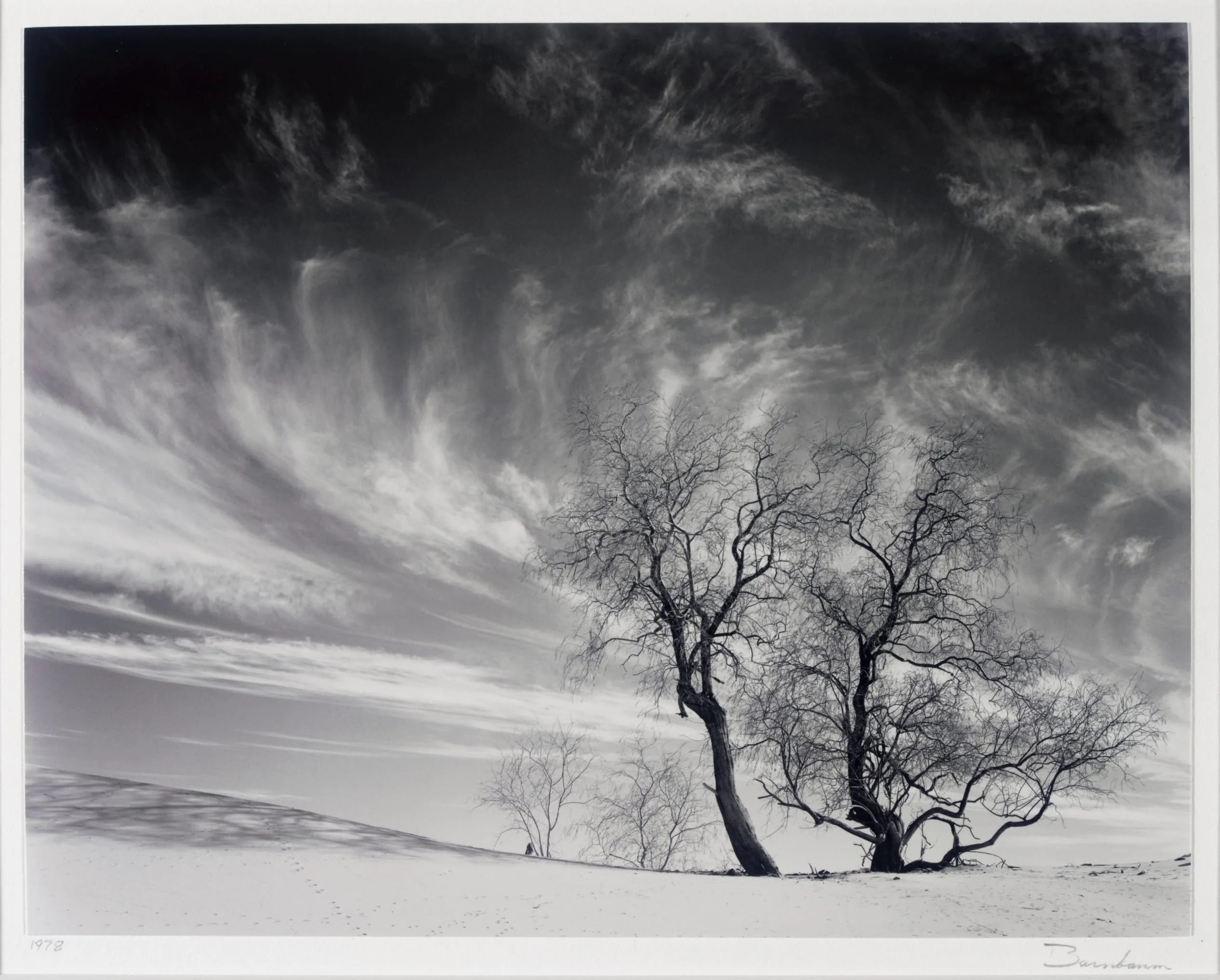 Trees and Clouds, Kelso Dunes