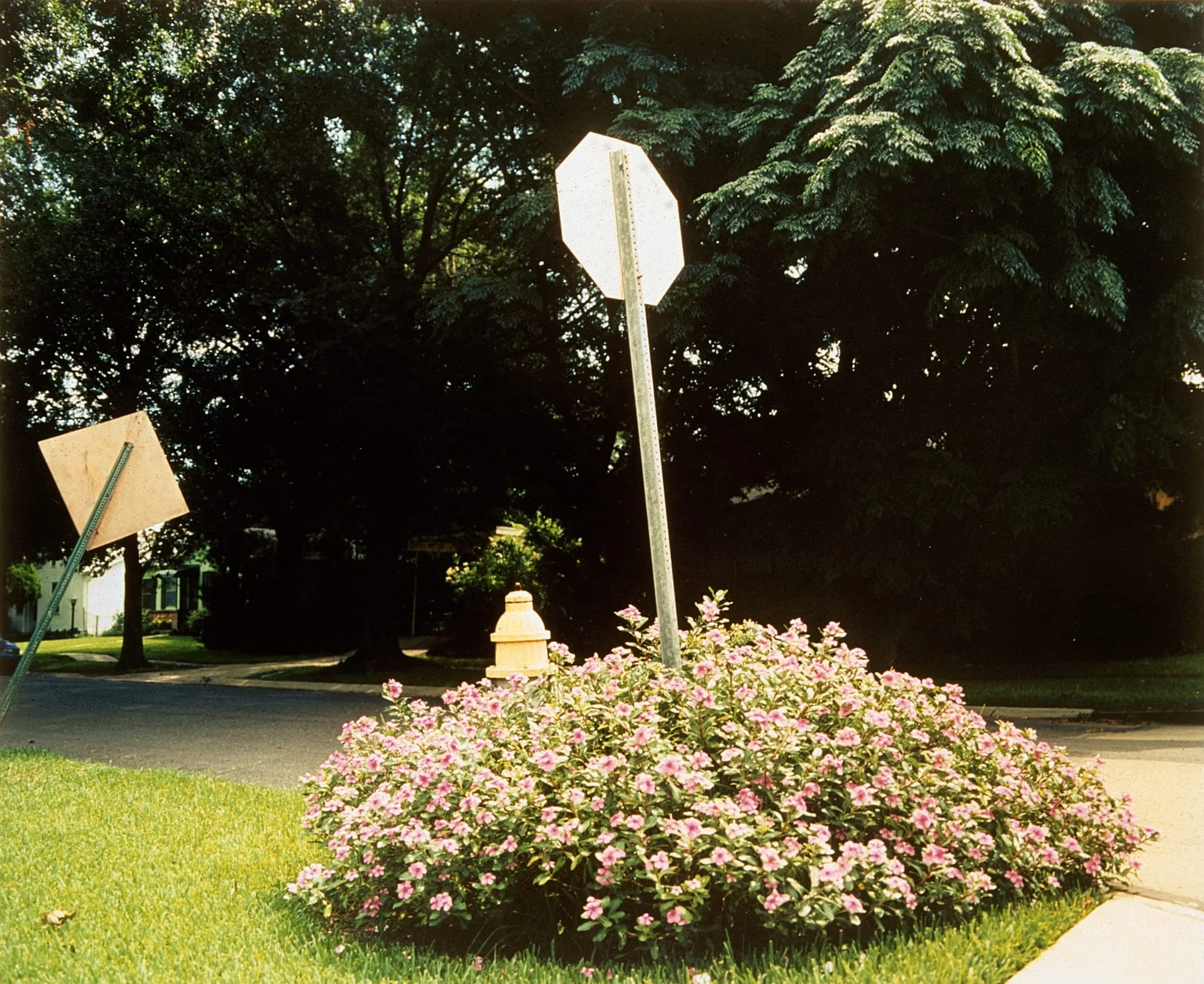 Flower Bed at Stop Sign, Gentilly, LA