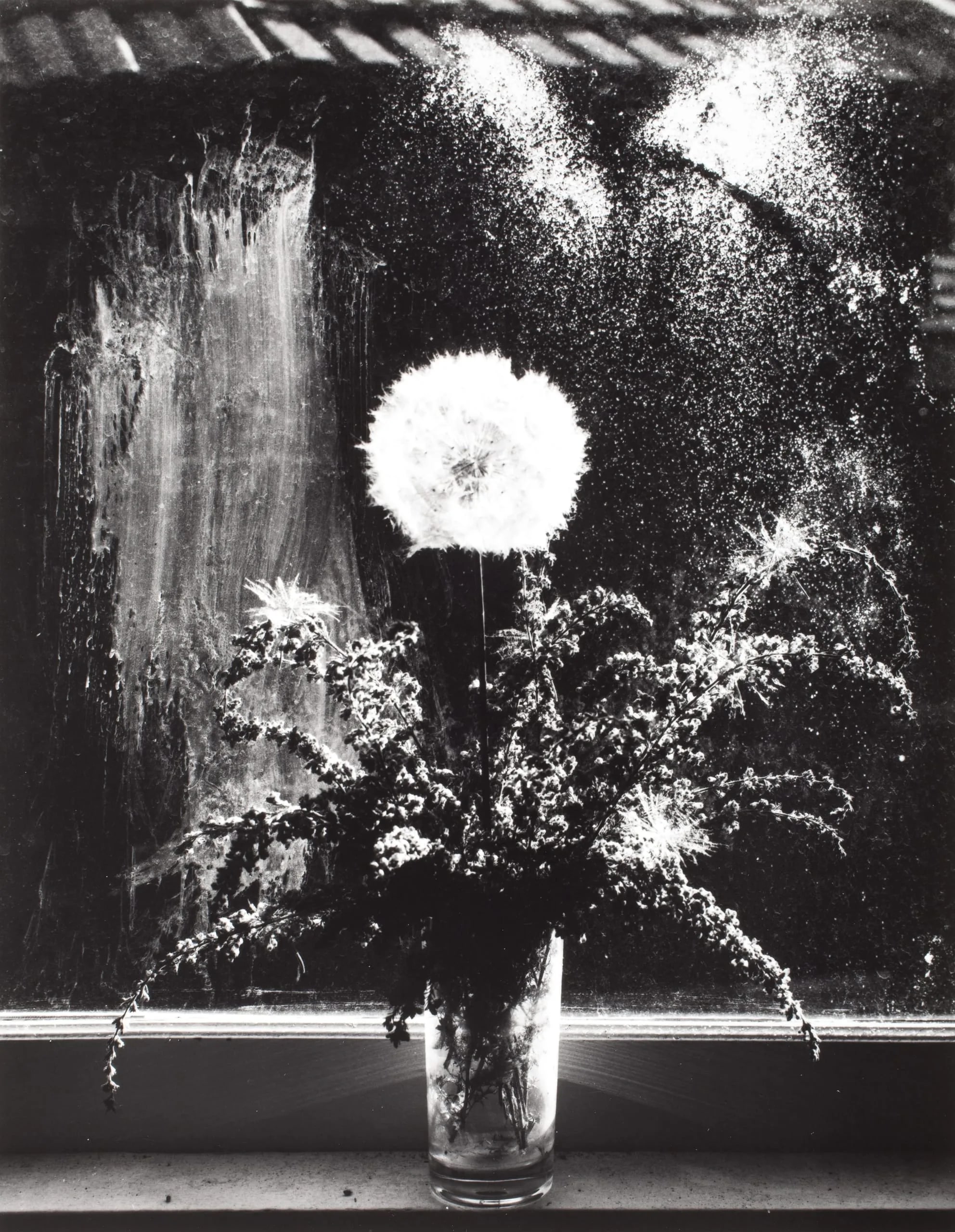 Scottish Thistle & Heather, Rochester, N.Y., 1958