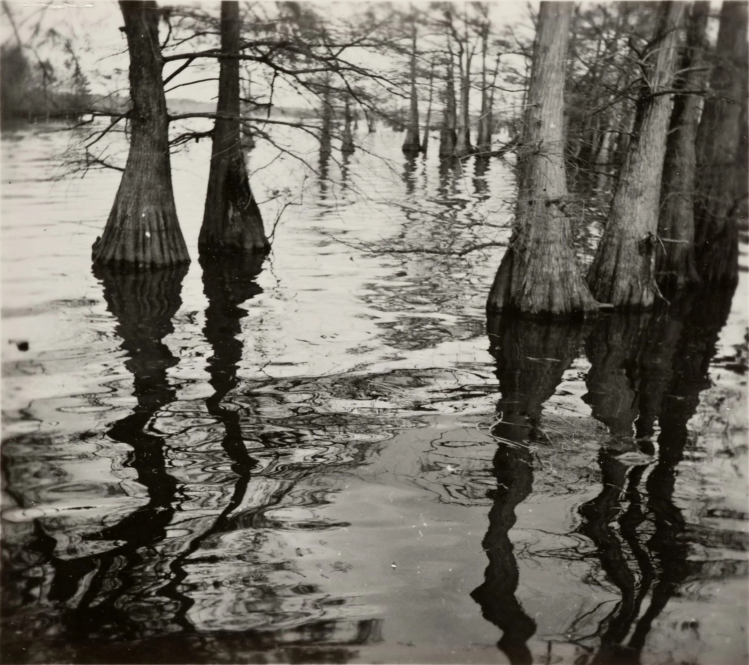Cedars, Reflections In Water