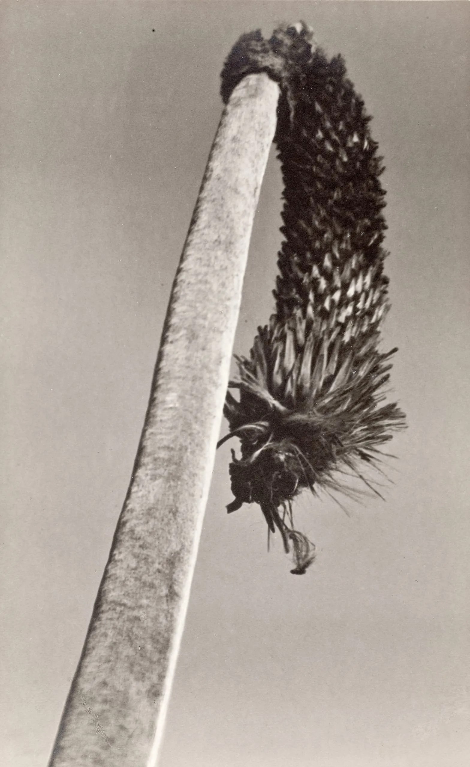 Palm Tree, 1922
