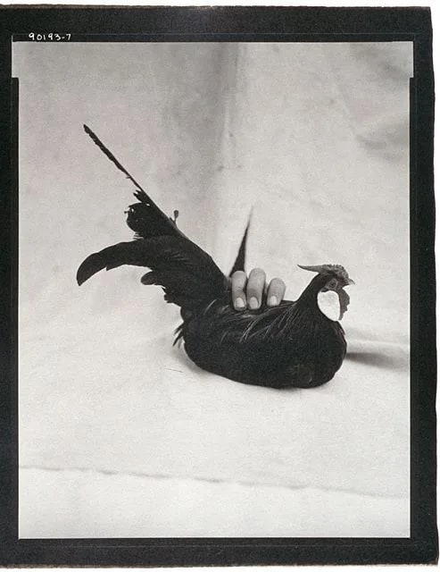 Black Rosecomb Chicken