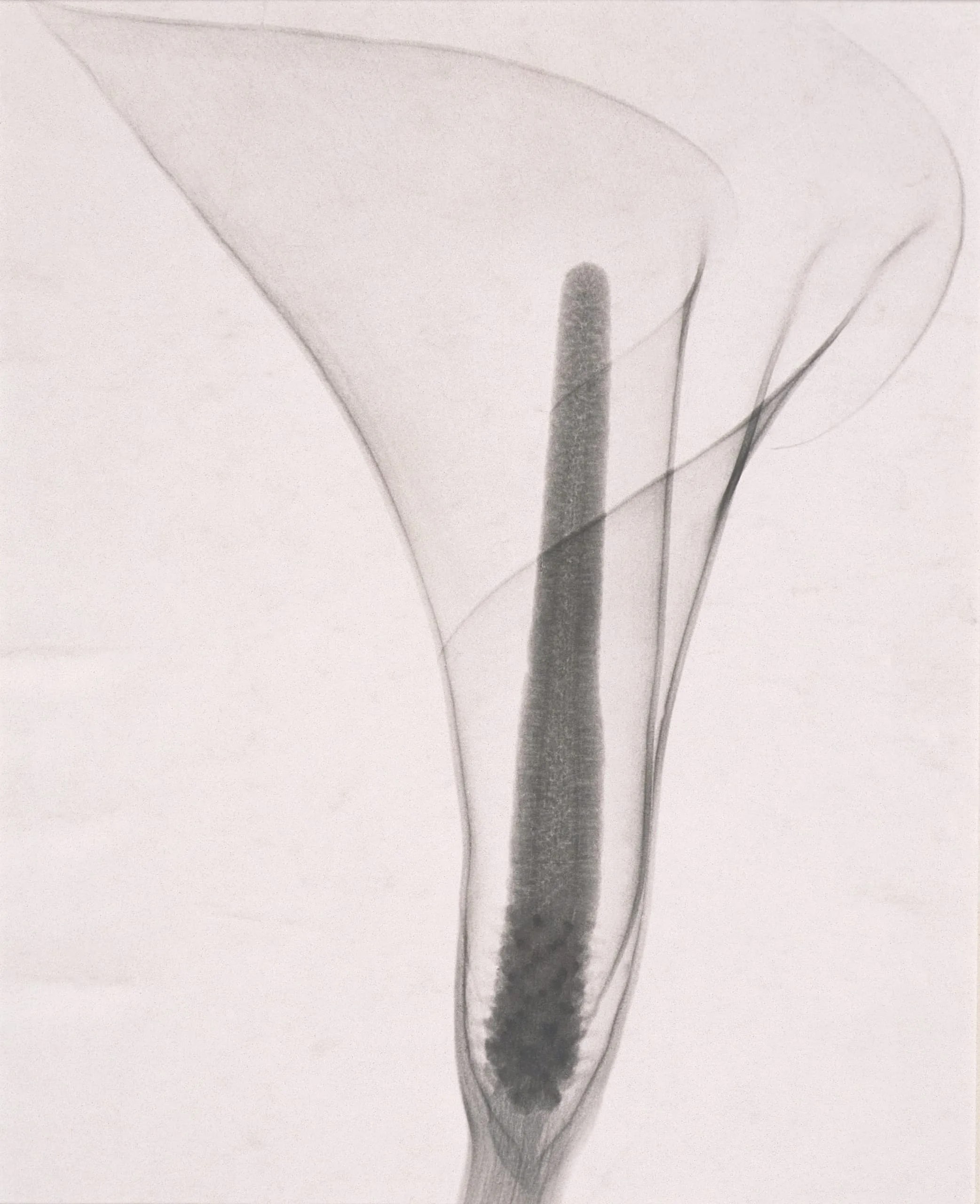 The Lily
