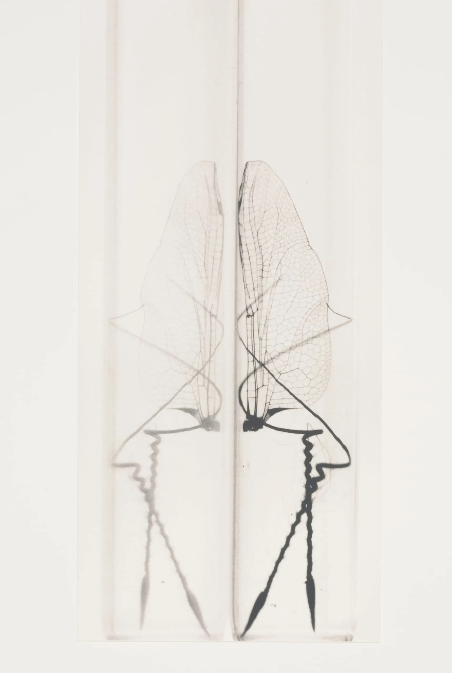 Wing Study #1