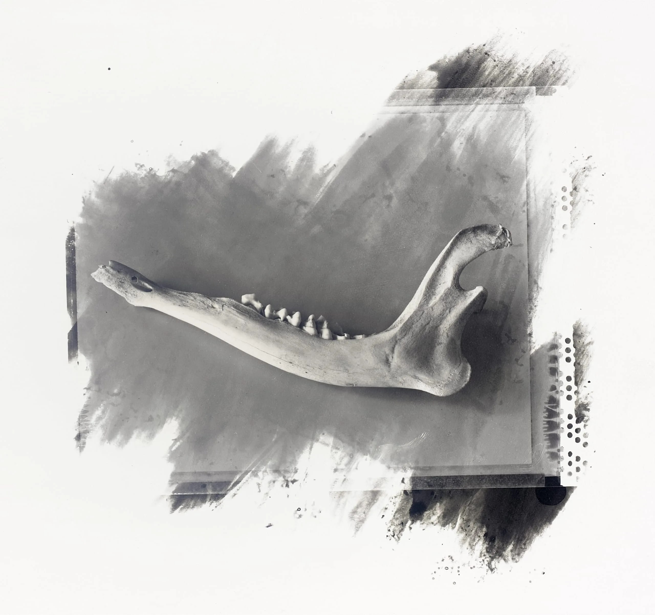 Small Jawbone