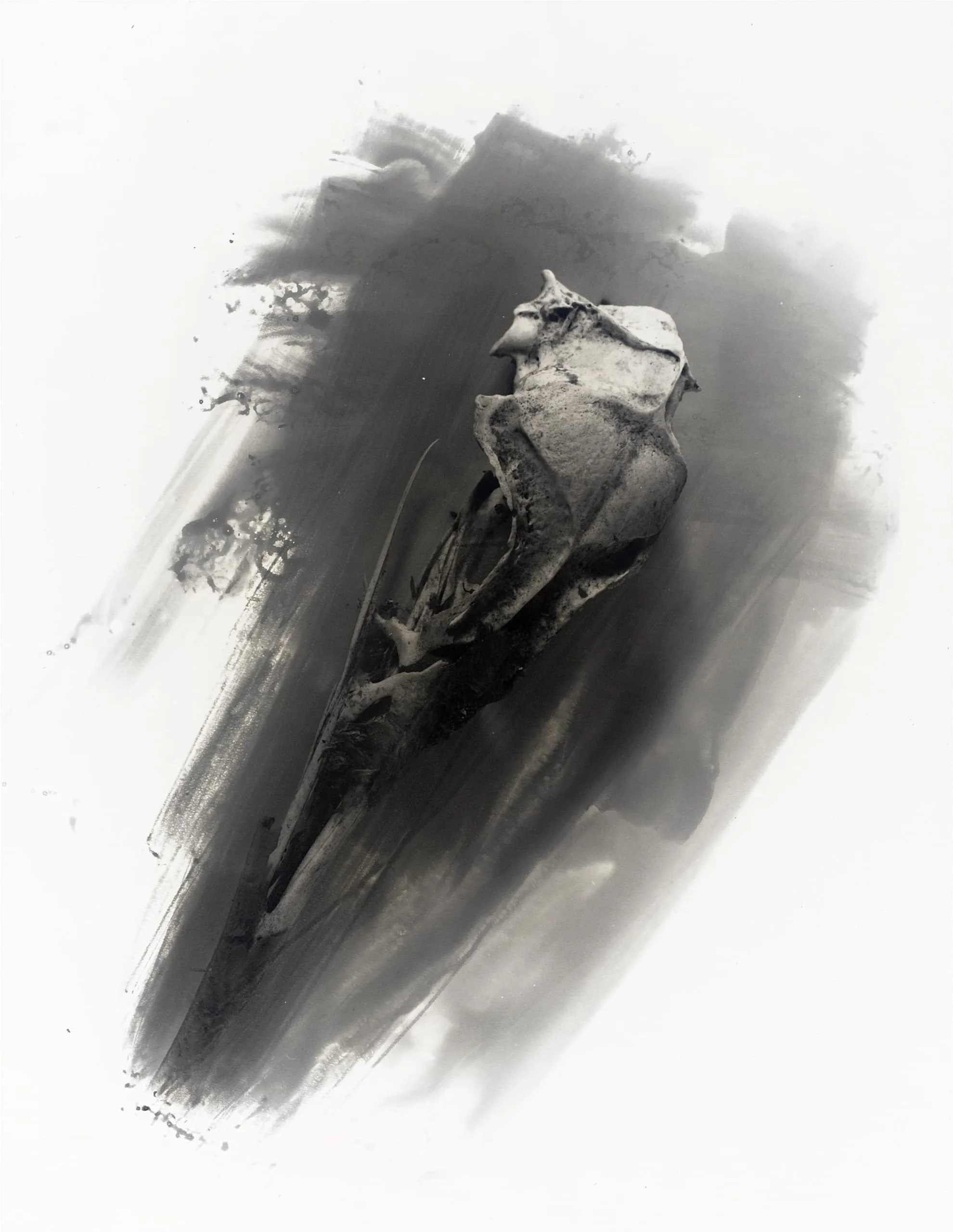 Bird's Skull