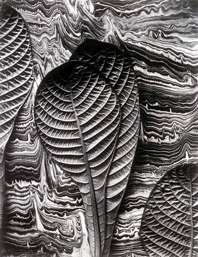 Tropical Leaves, Hoffmannia Refulens, Mill Valley, California