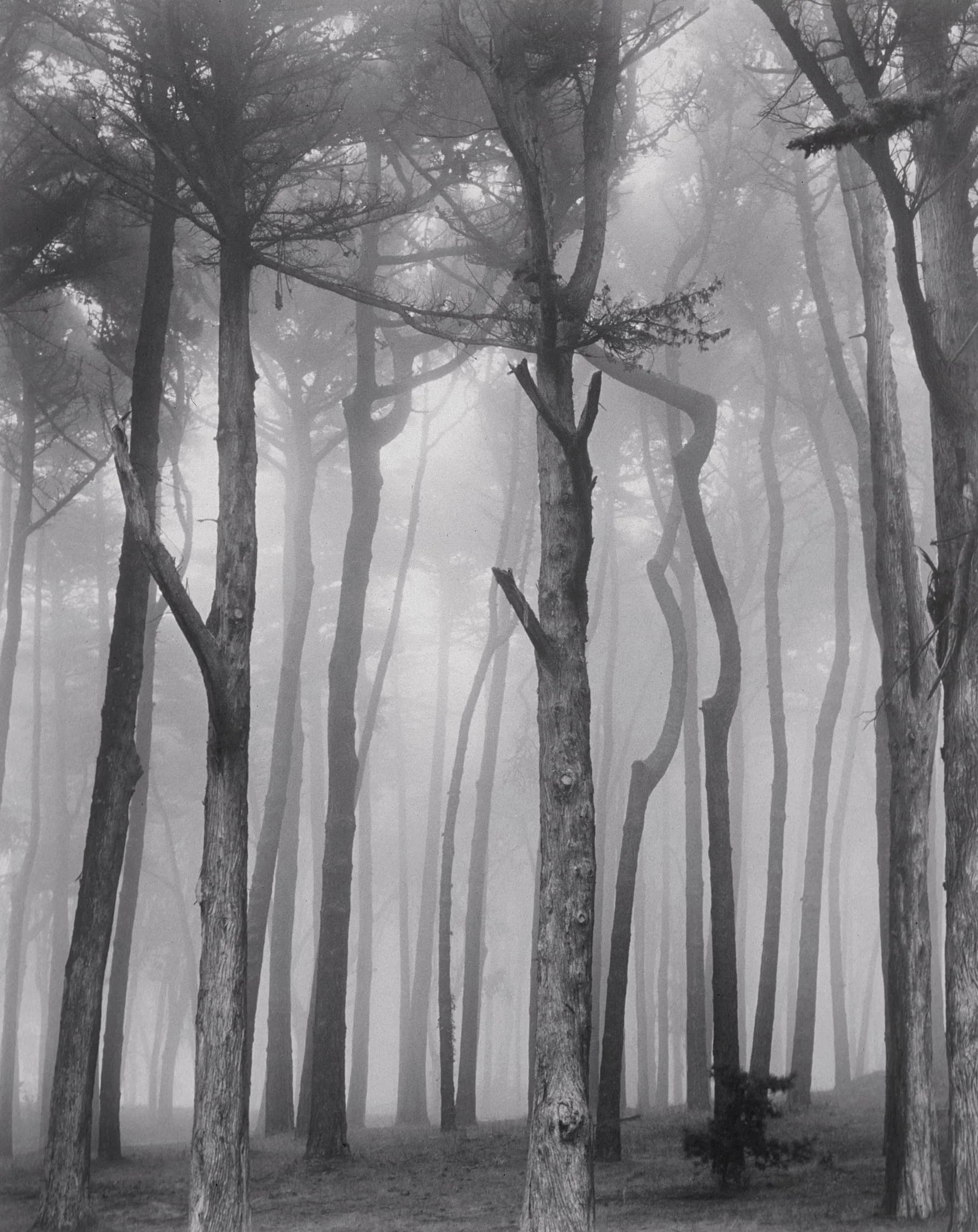 Trees and Fog, San Francisco