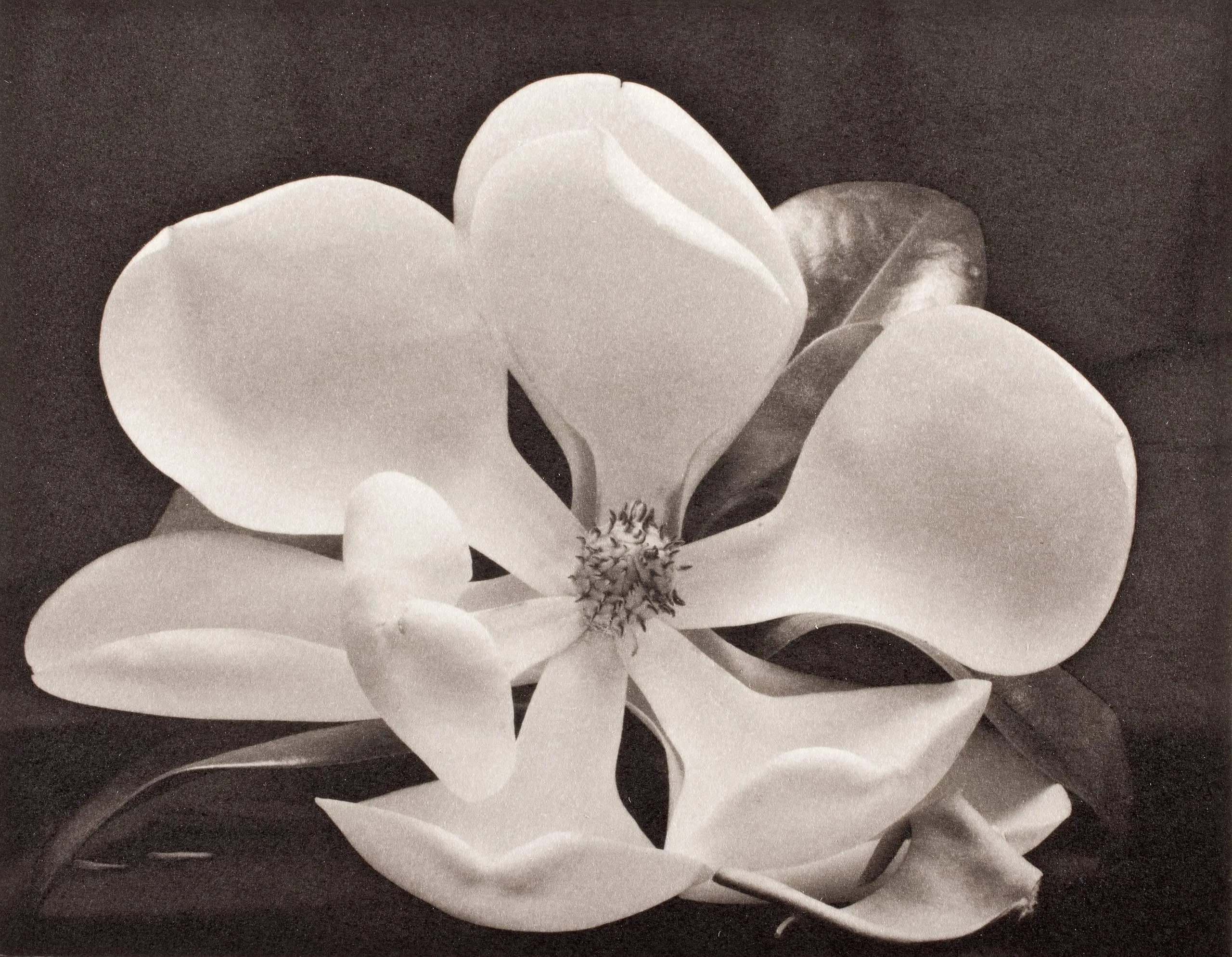 Magnolia Flower