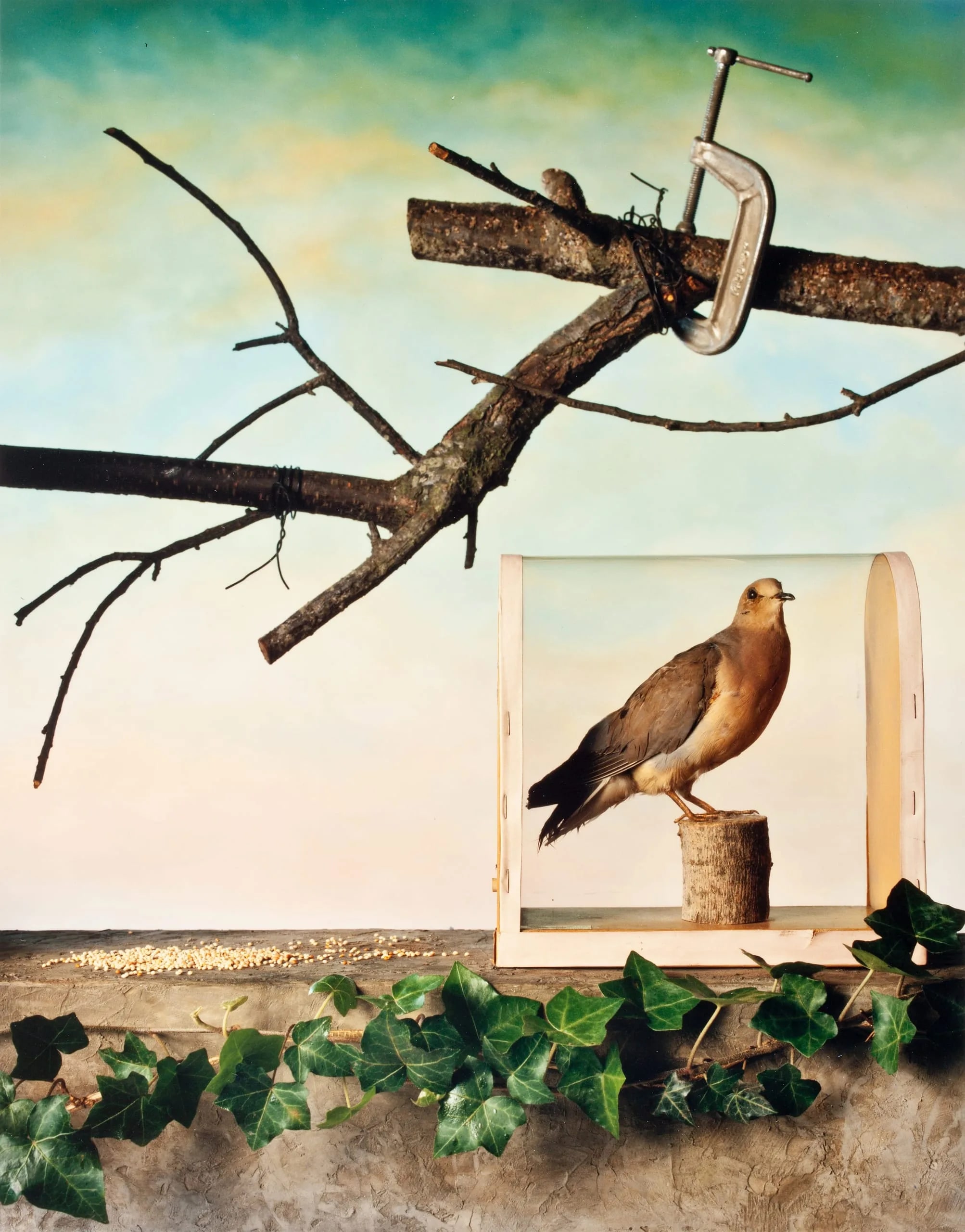 Mourning Dove, Winter