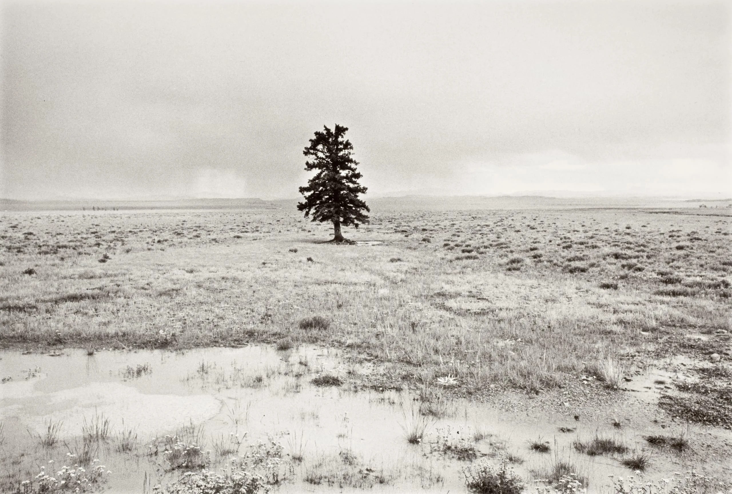 Colorado Spruce, '73