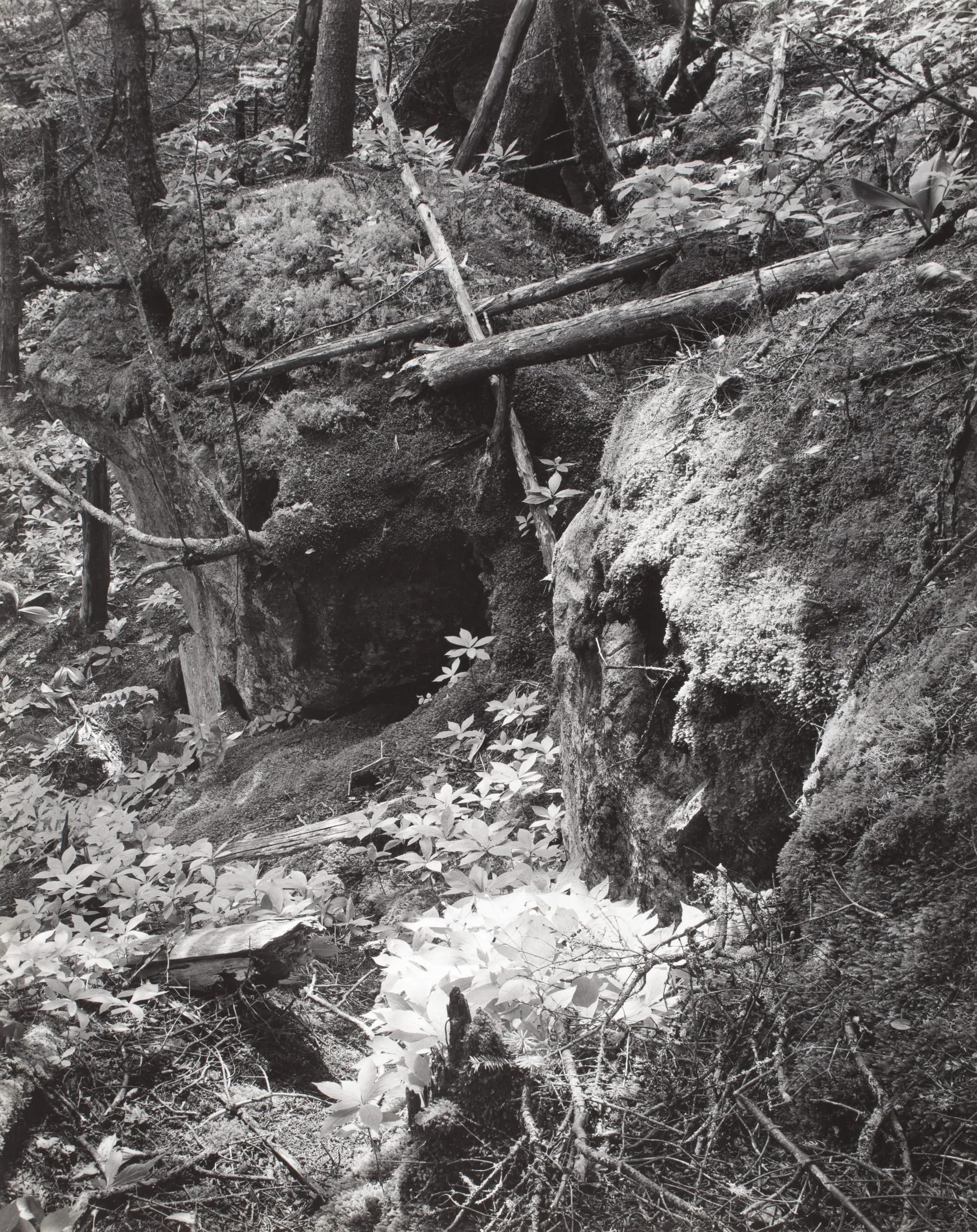 Raven's Gulch, Lubec, Mass., 1960