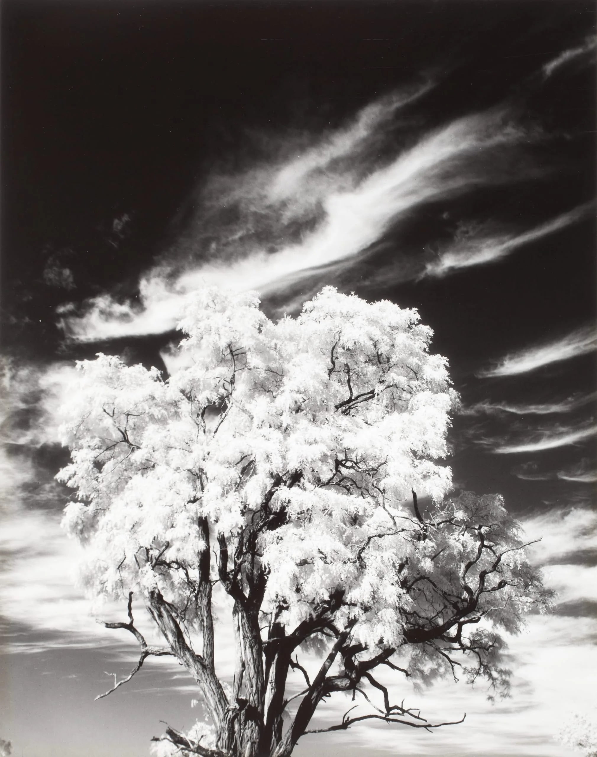 Tree And Clouds, Rochester, 1958