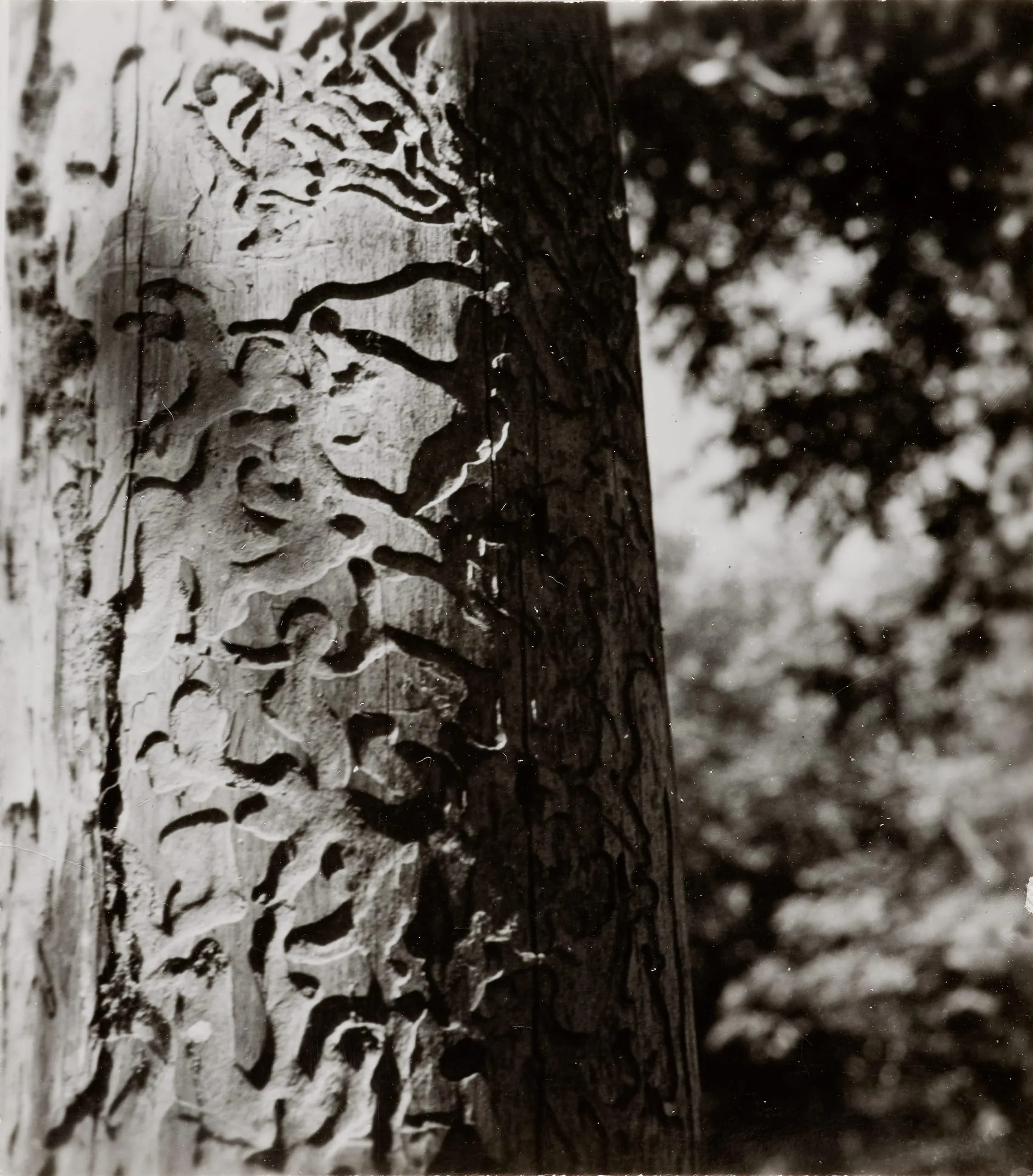 (Tree Trunk)