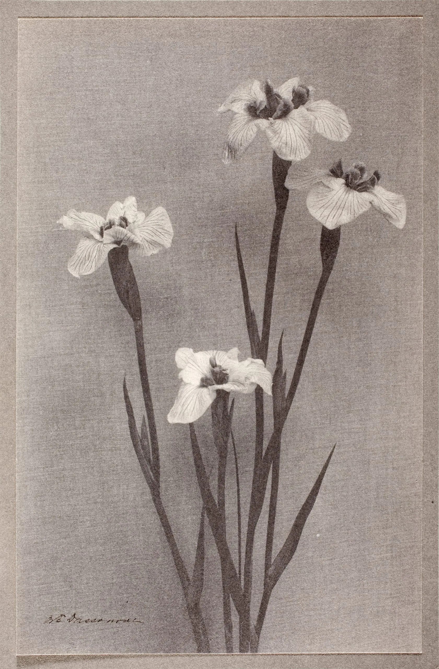 Study Of Iris