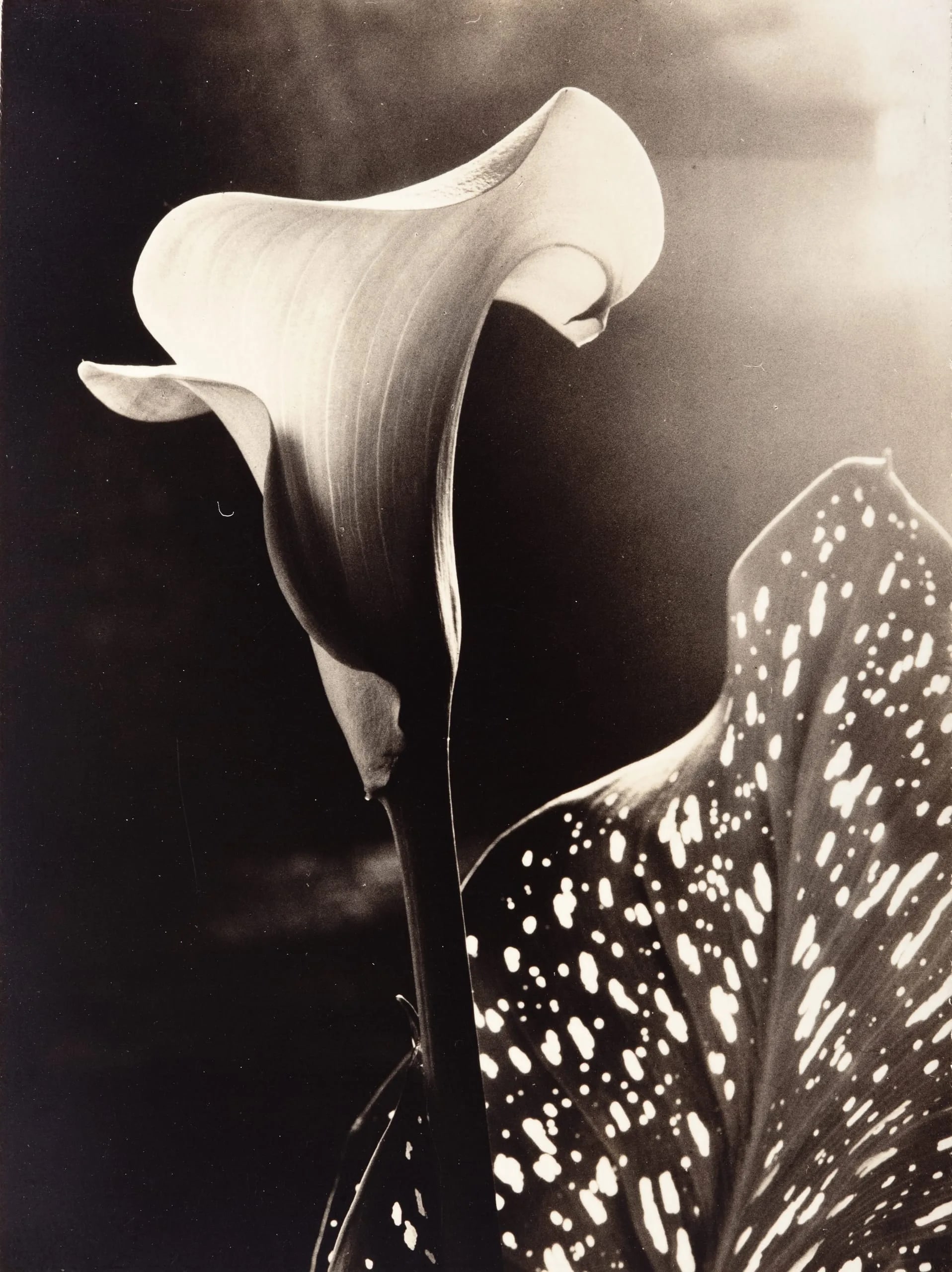 Still Life [Calla Lily & Spotted Leaf]