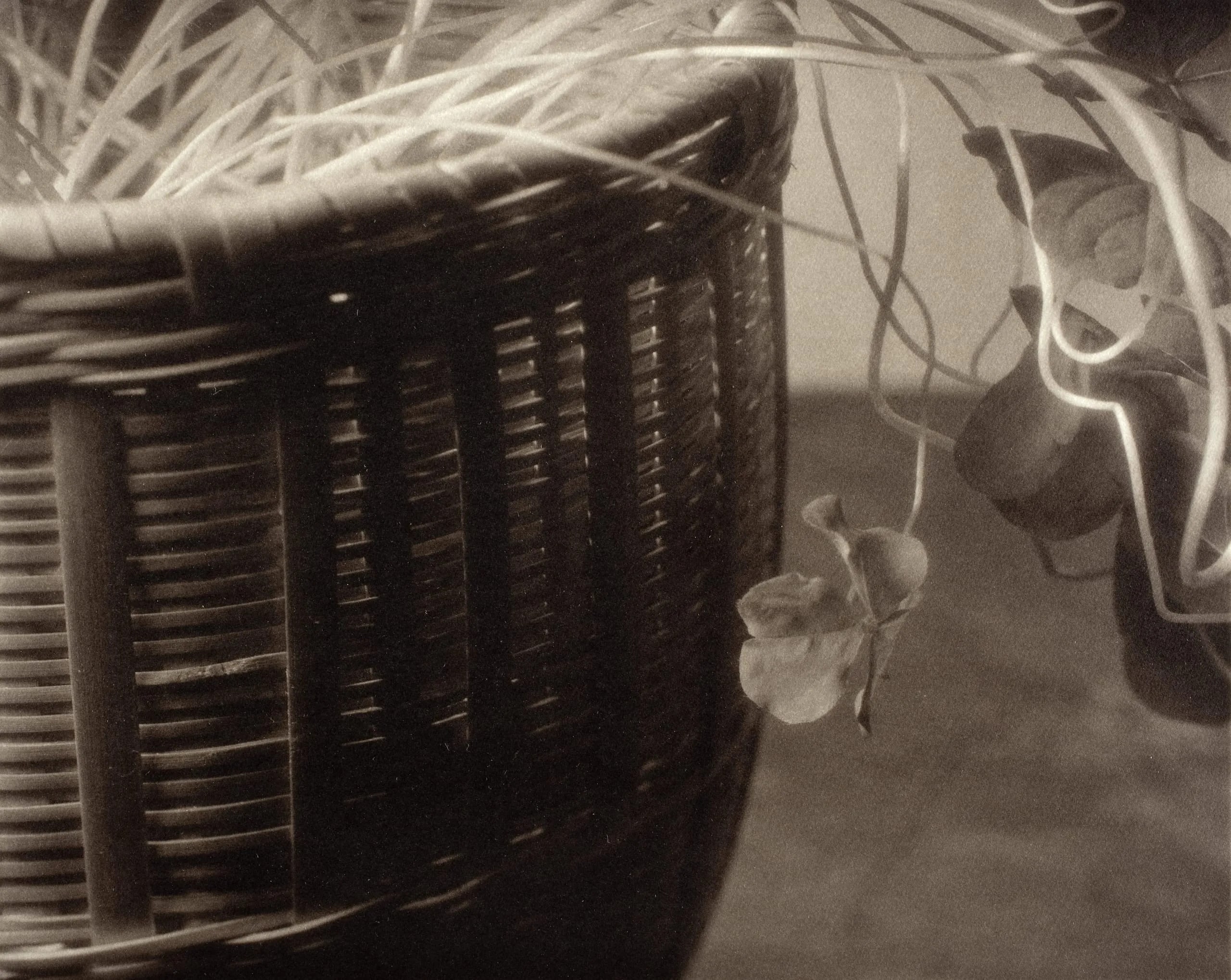 Untitled (Basket And Shamrocks)