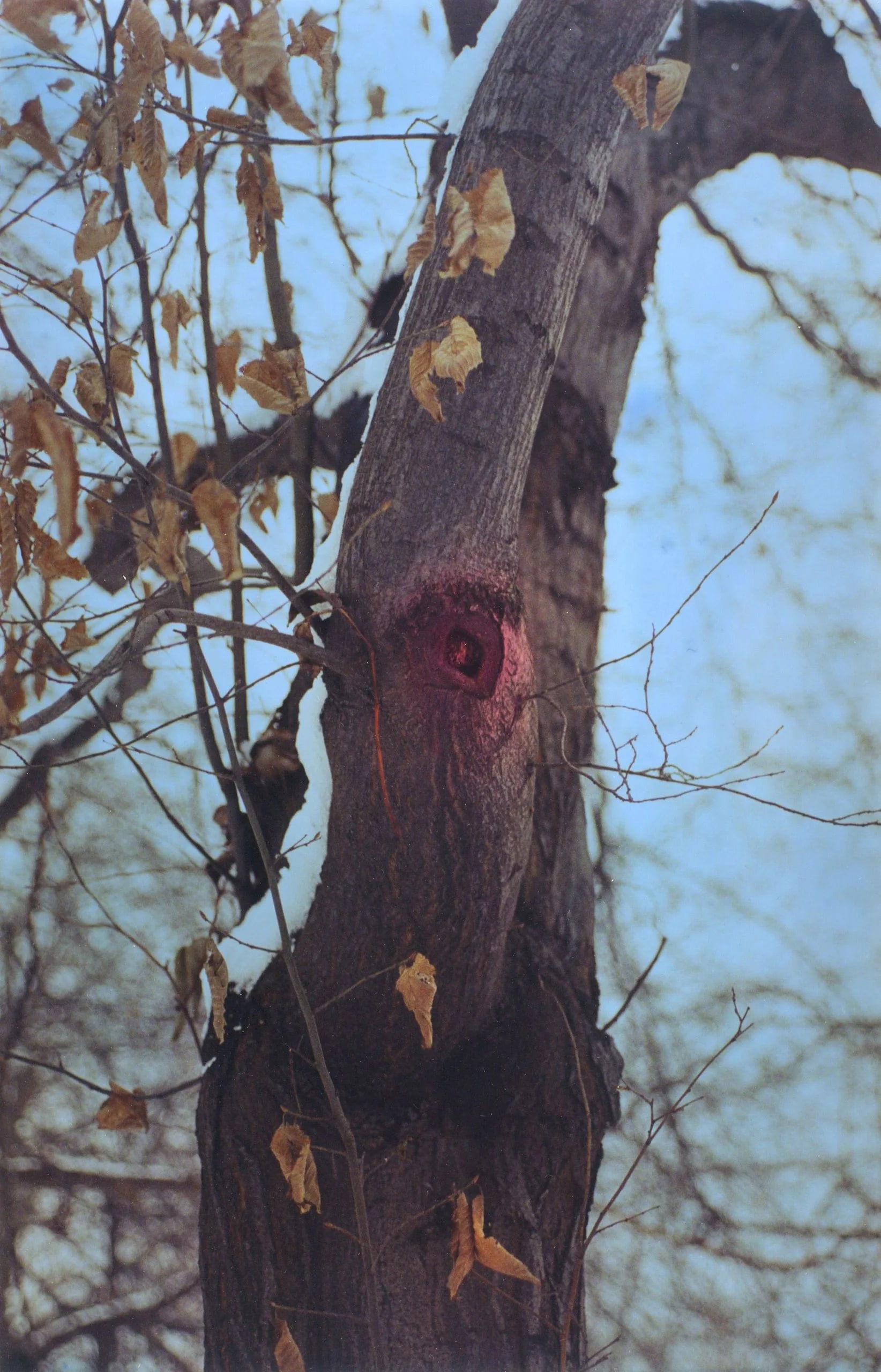Untitled (Trees)