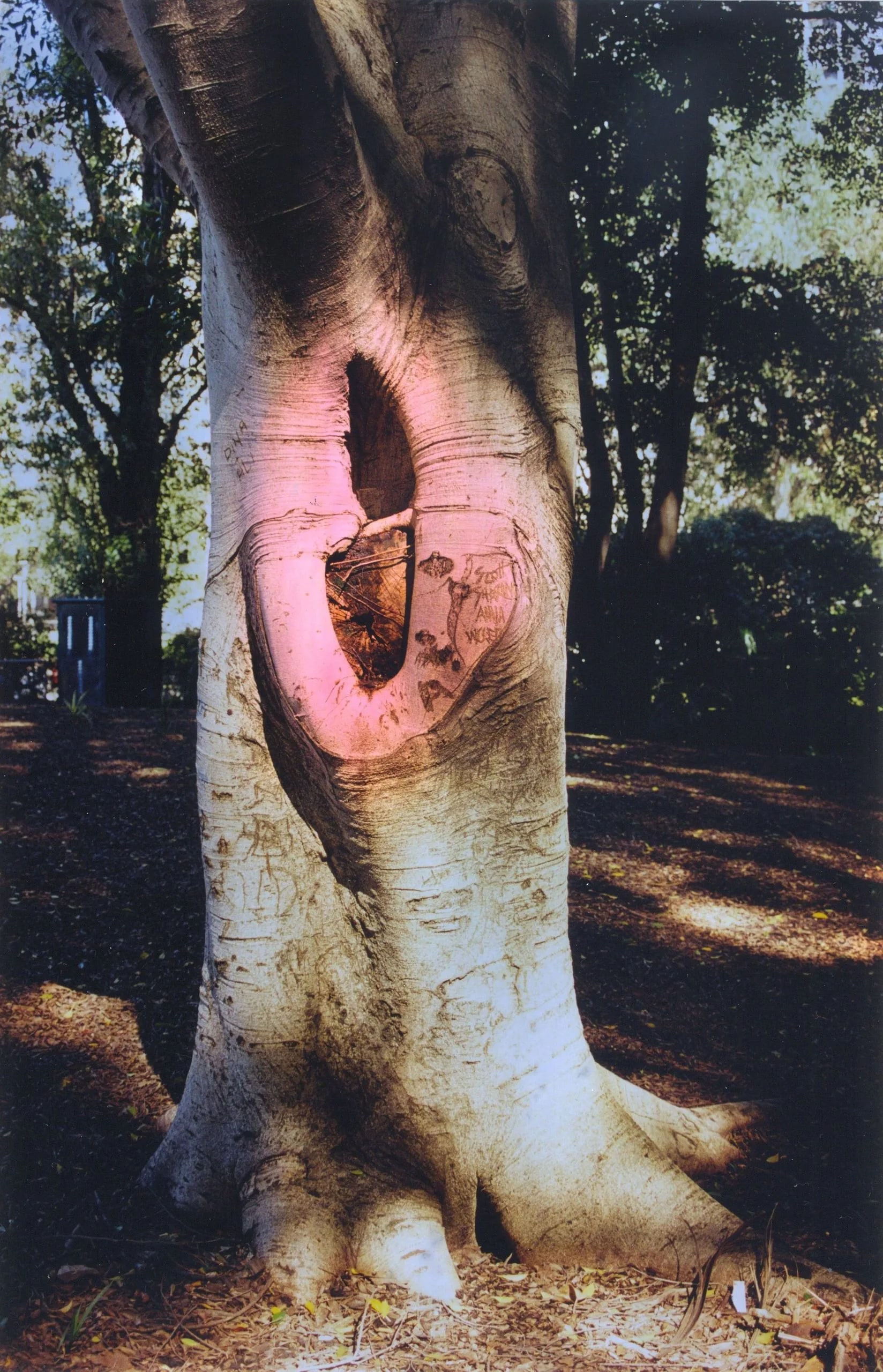 Untitled (Trees)