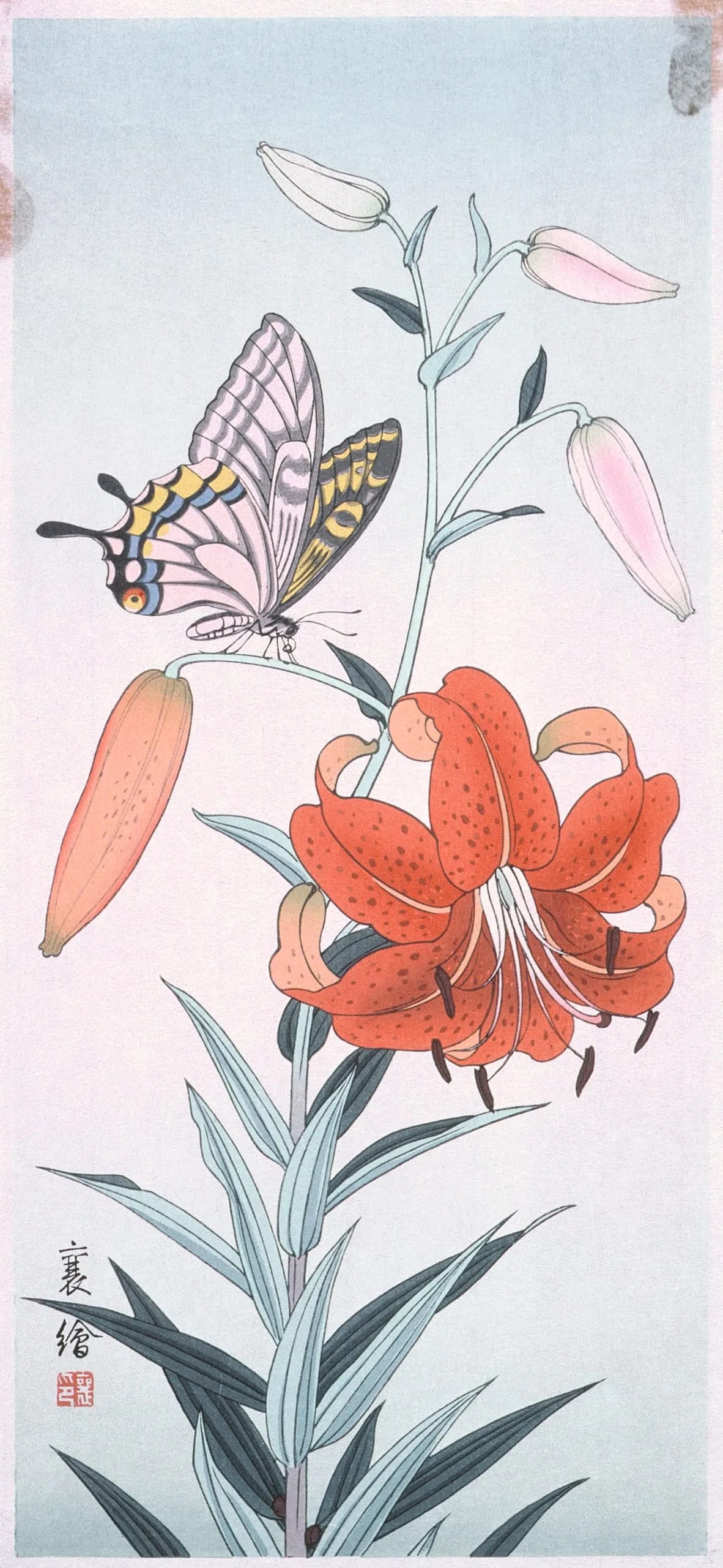 Butterfly and Lily