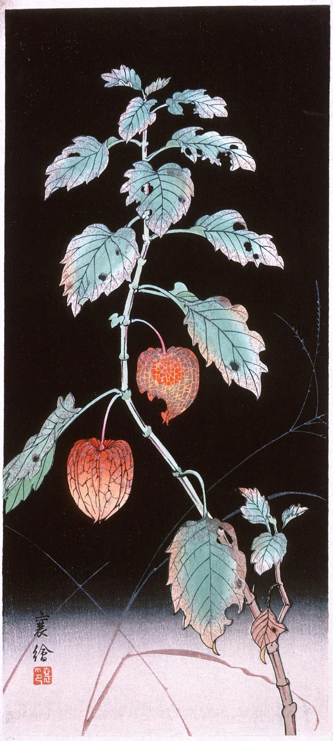 Chinese Lantern Plant
