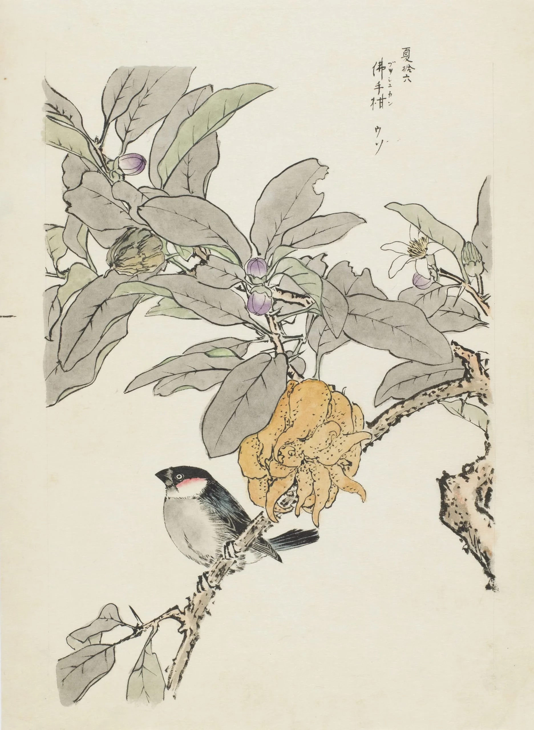 Fingered Citron and Bullfinch