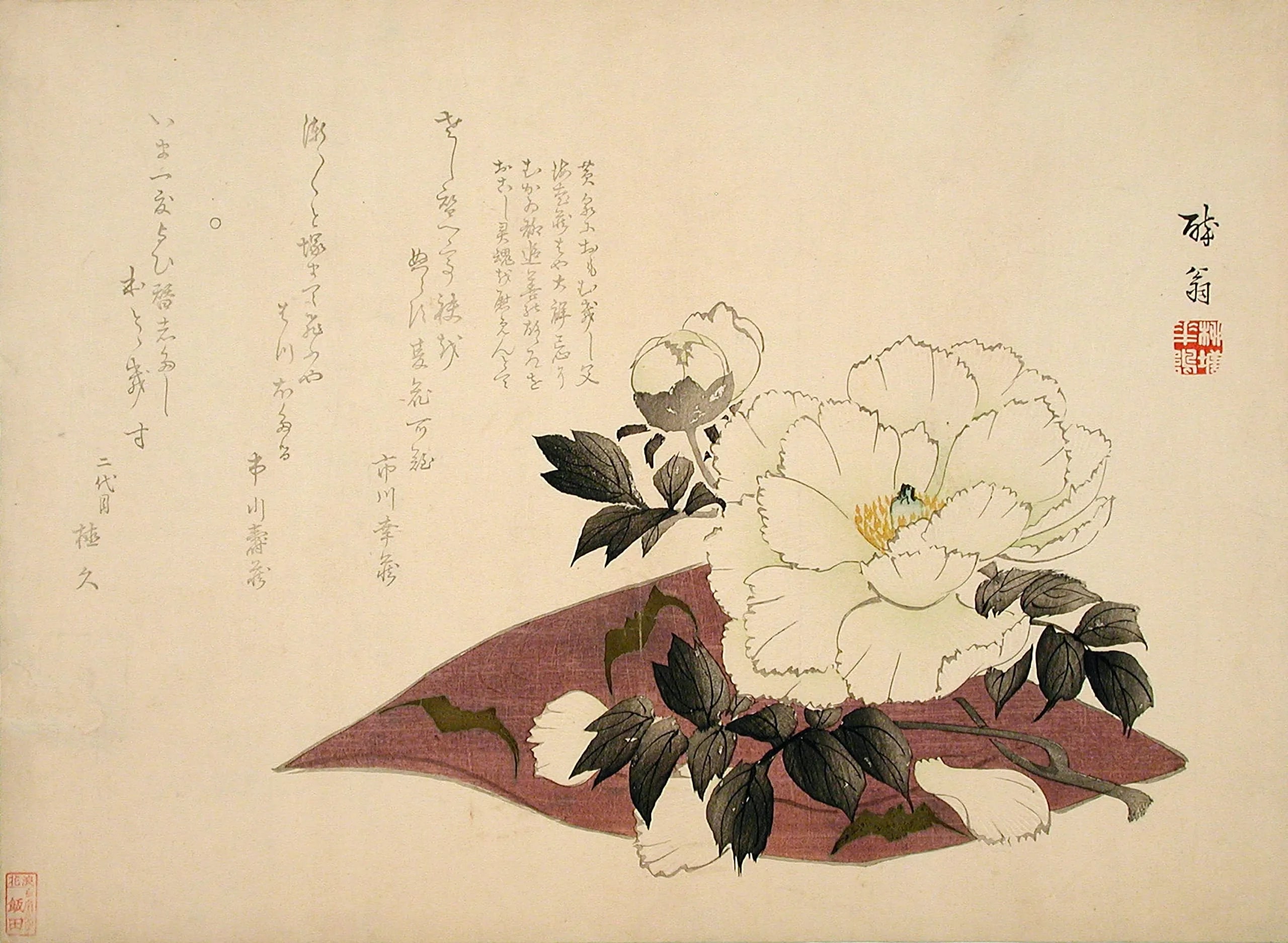 Camellia