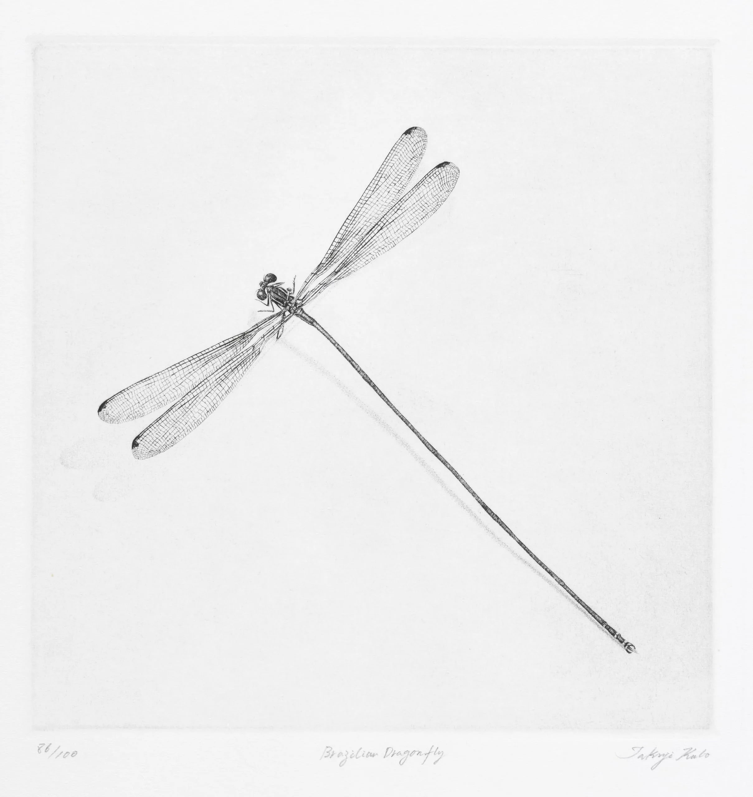 Brazilian Dragonfly