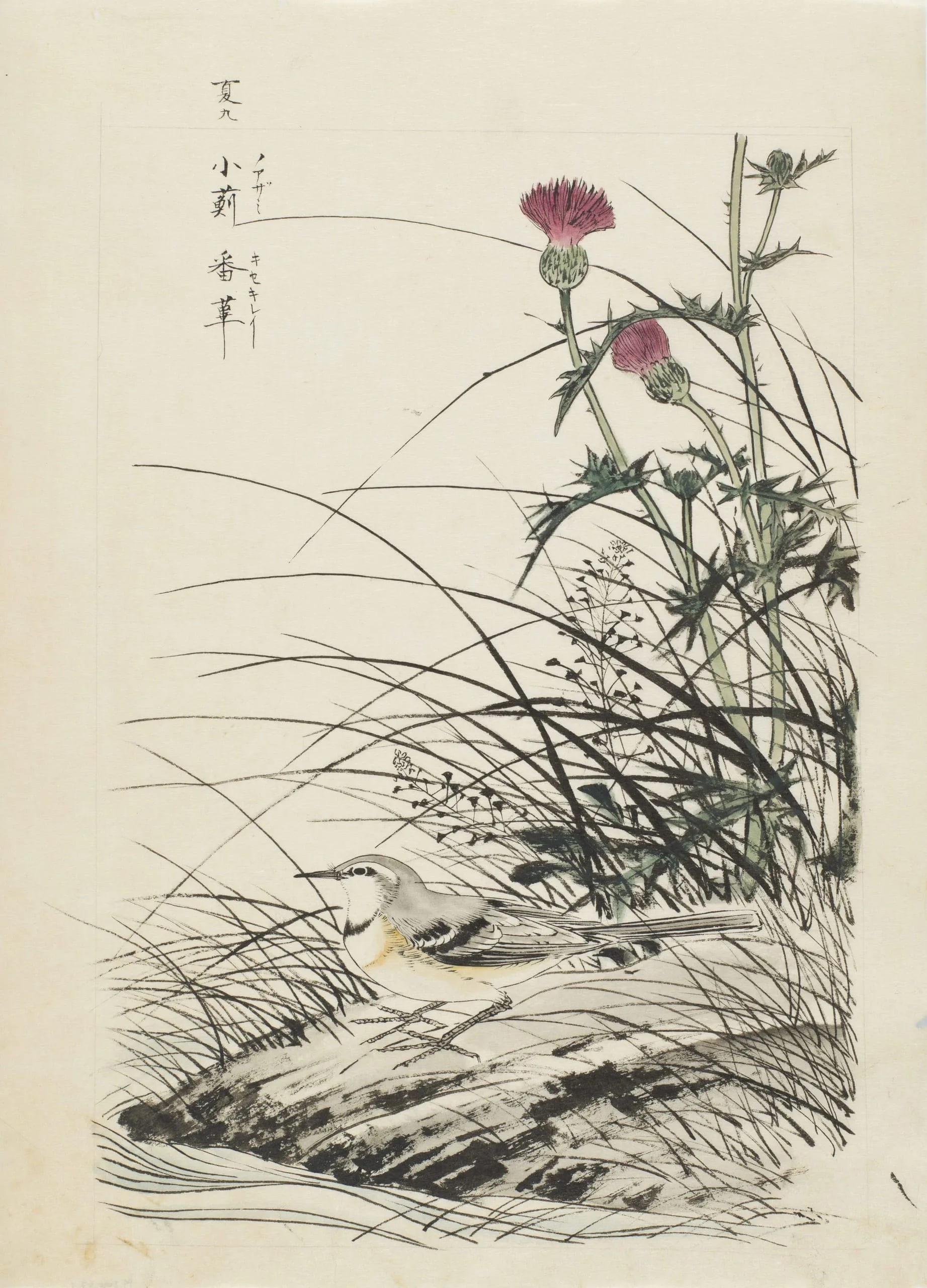 Wild Thistle and Gray Wagtail
