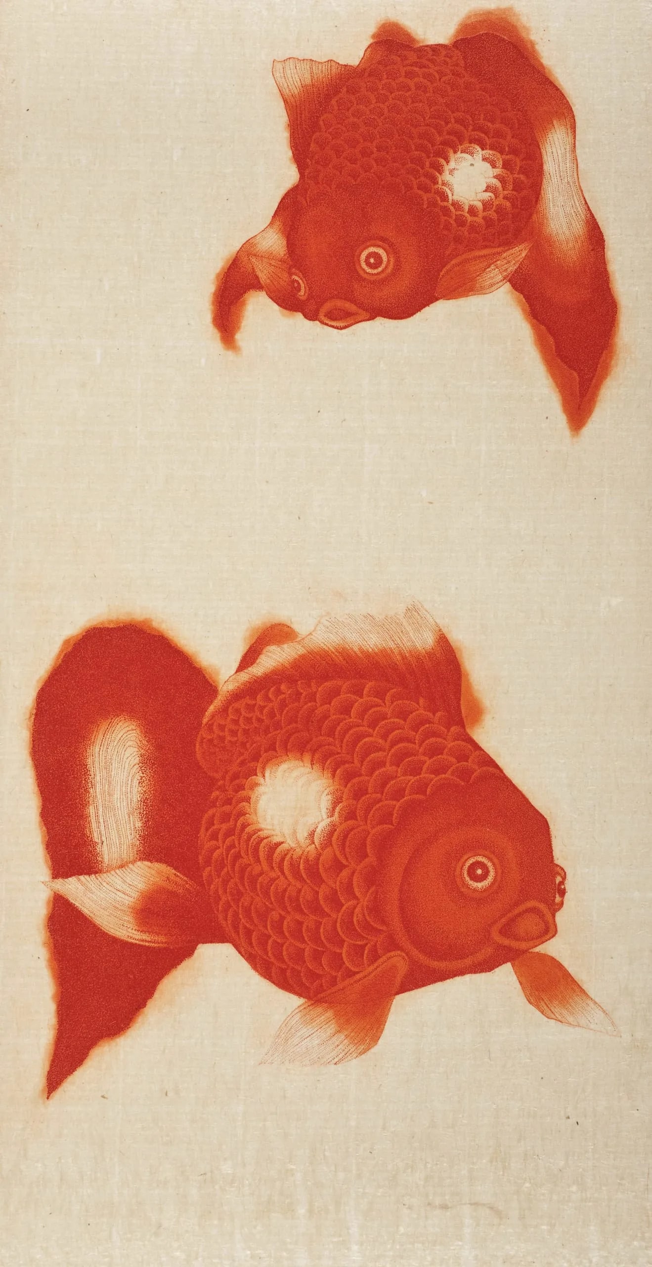 Goldfish
