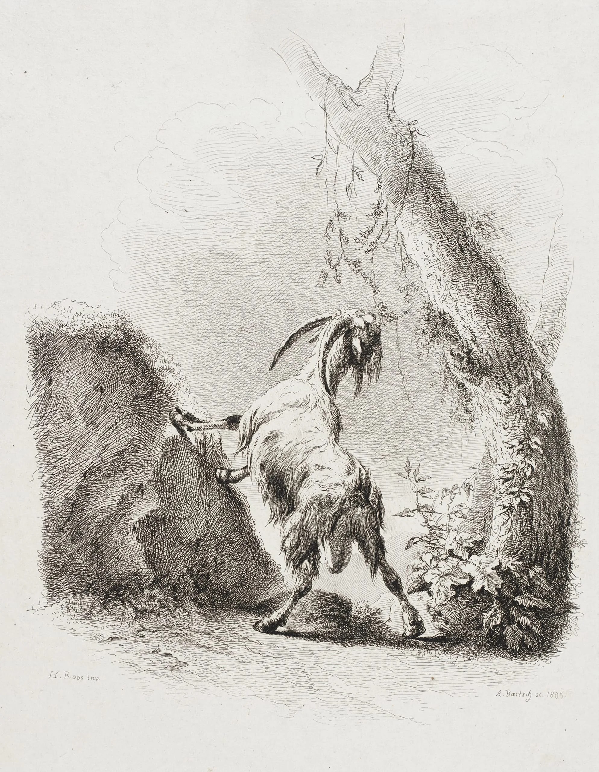 Nibbling Goat