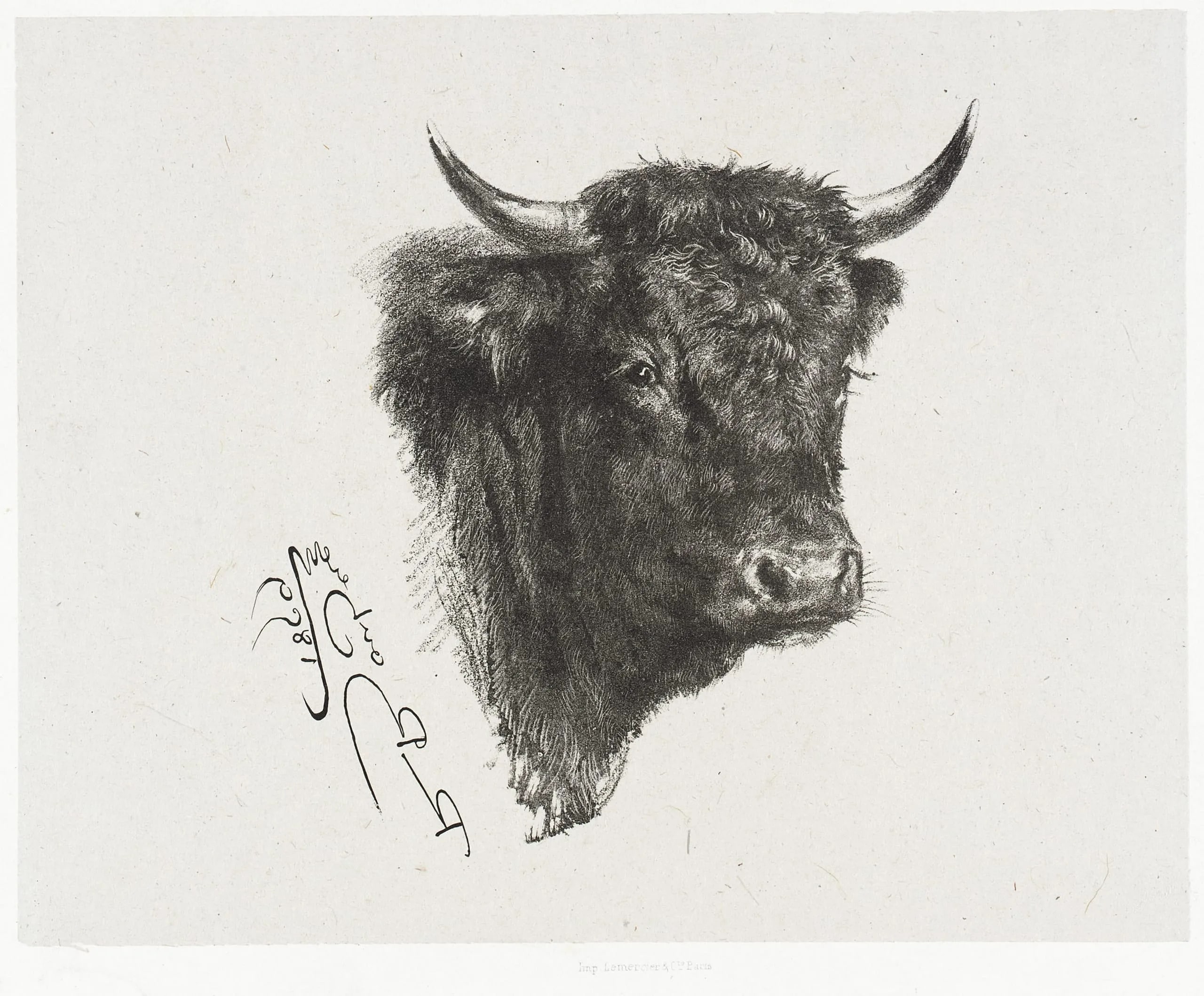 Head of a Bull