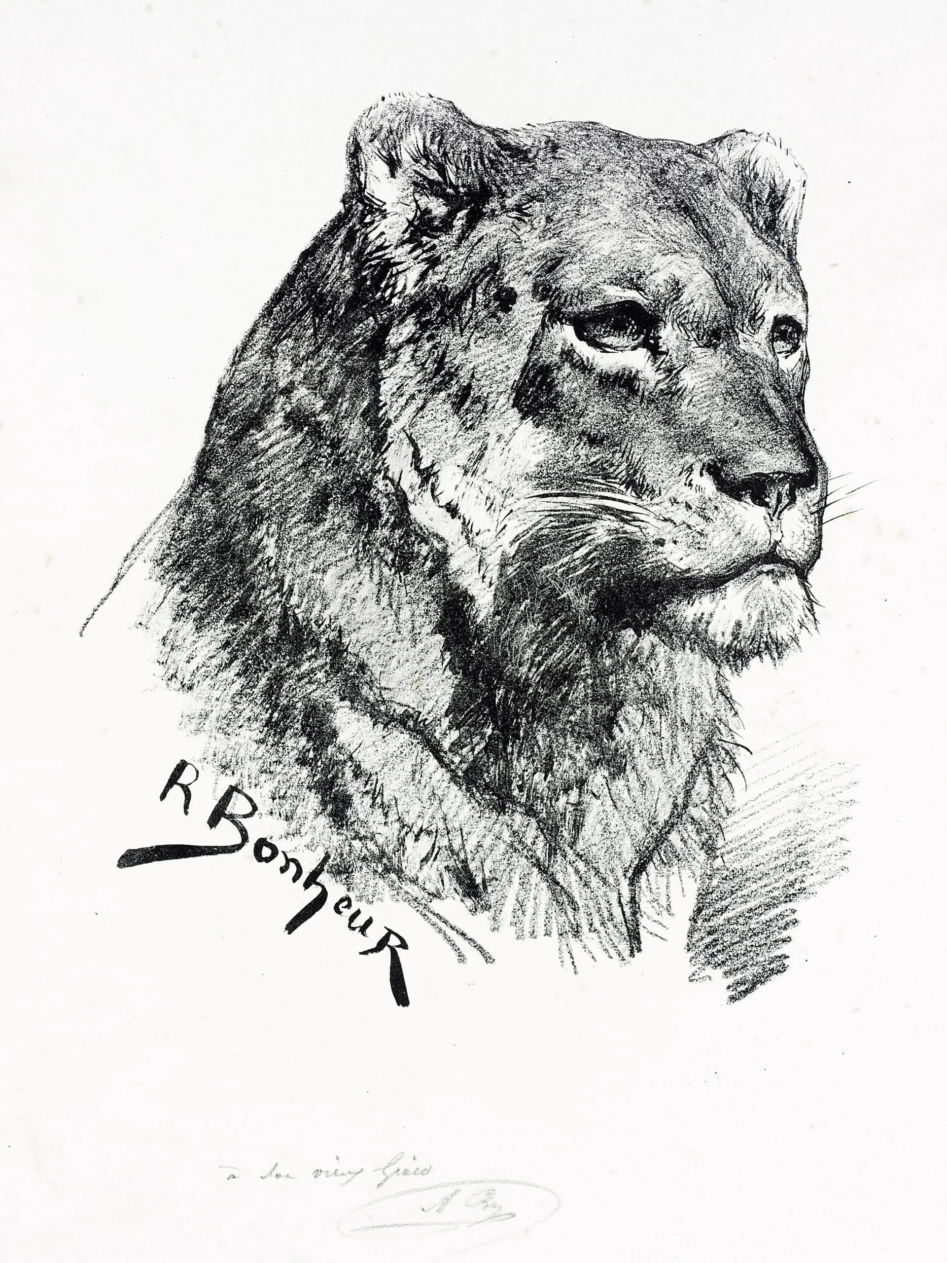 Head of a Lion