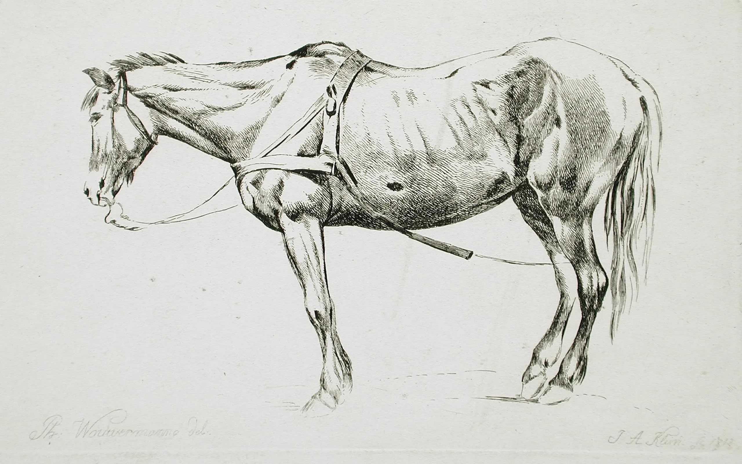 Horse