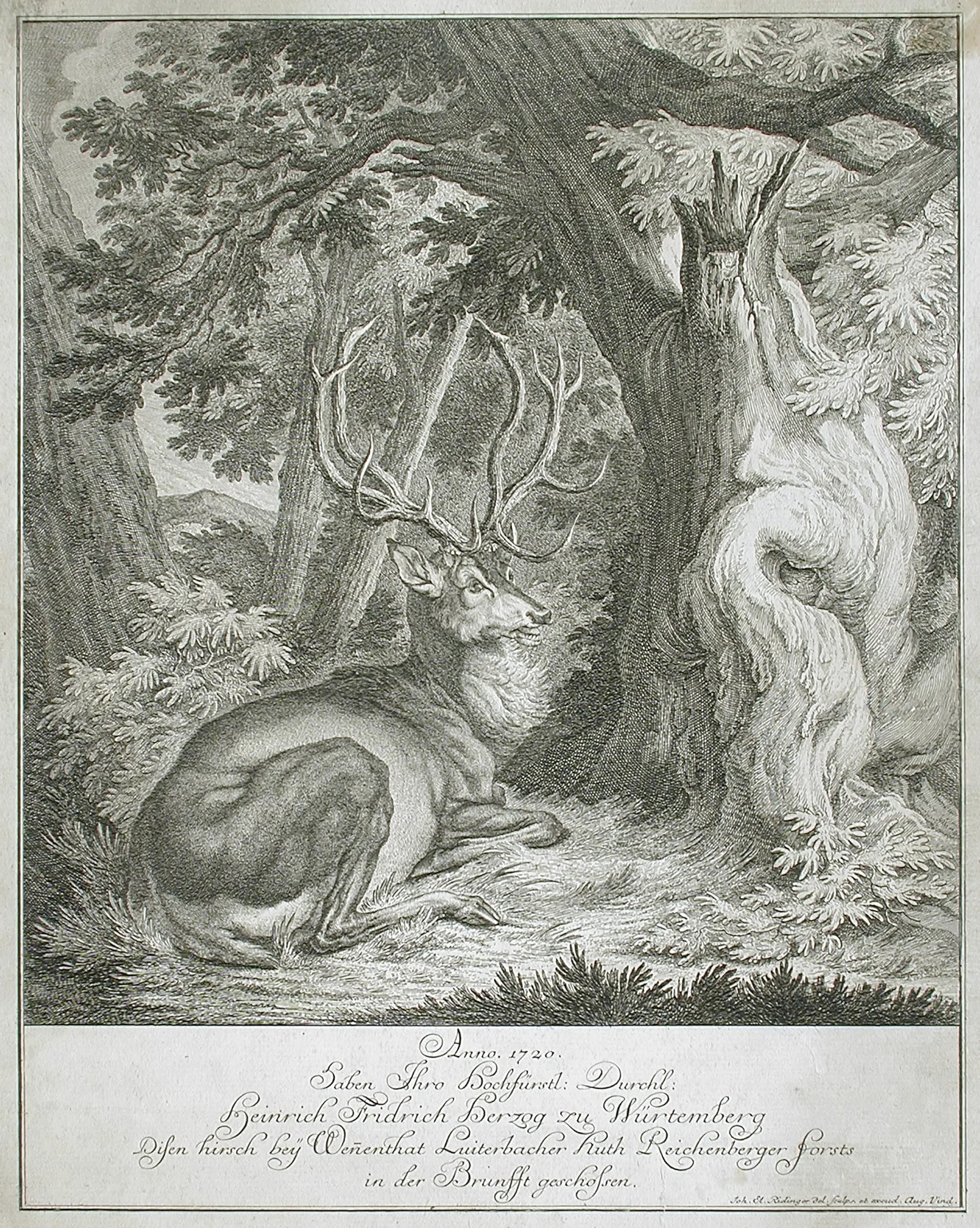 Resting Elk in Forest