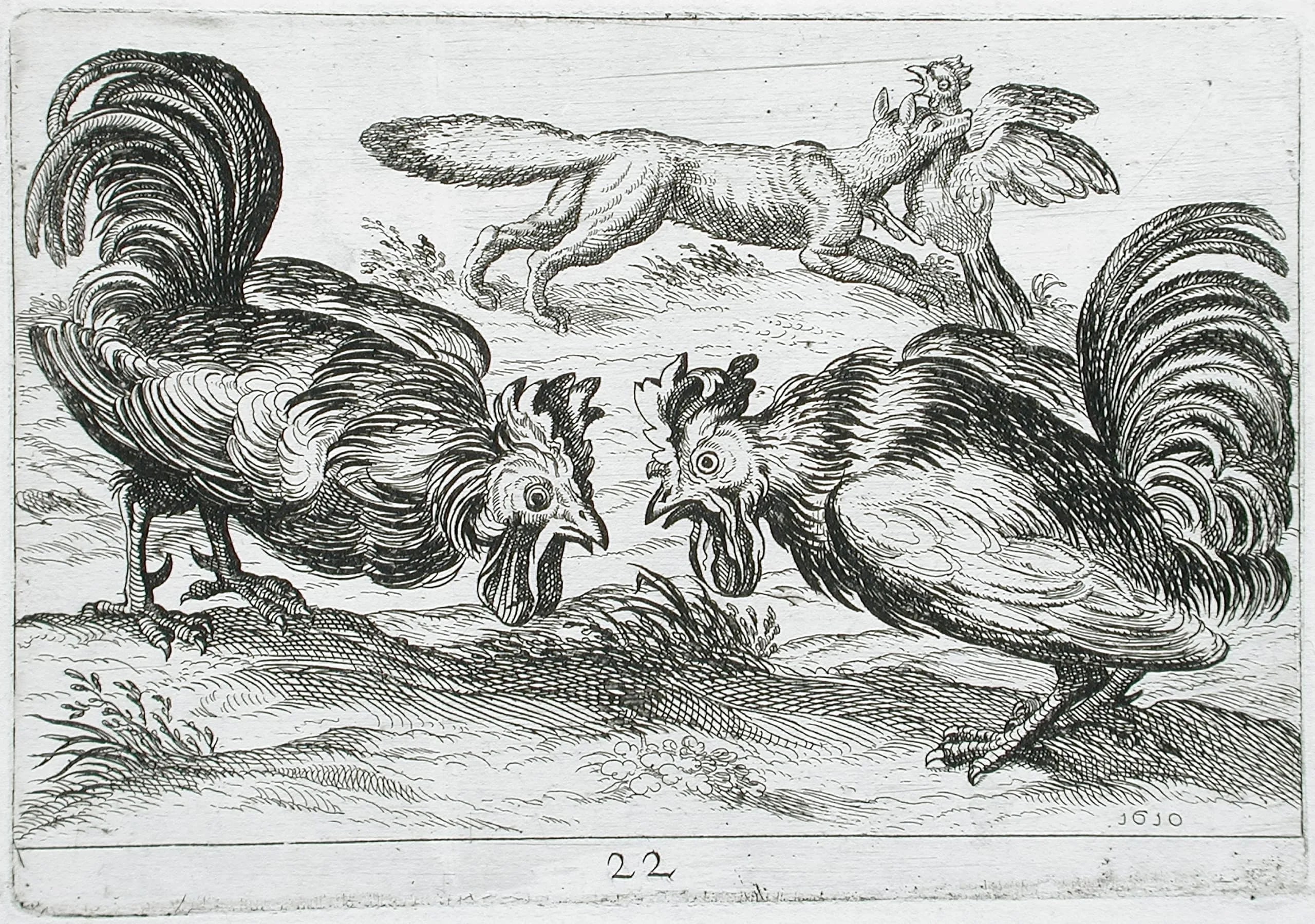 Two Roosters Fighting