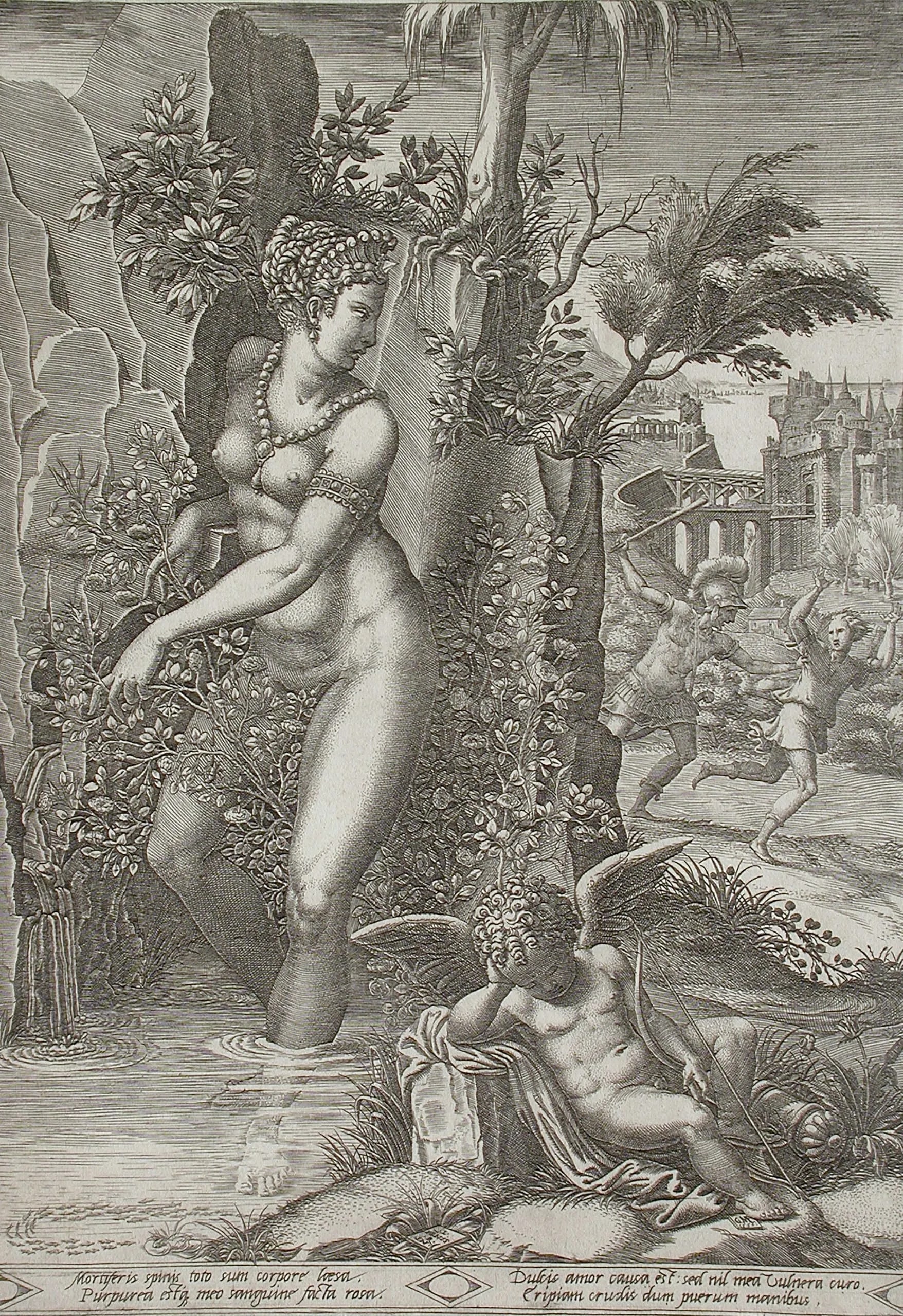 Venus and the Rose