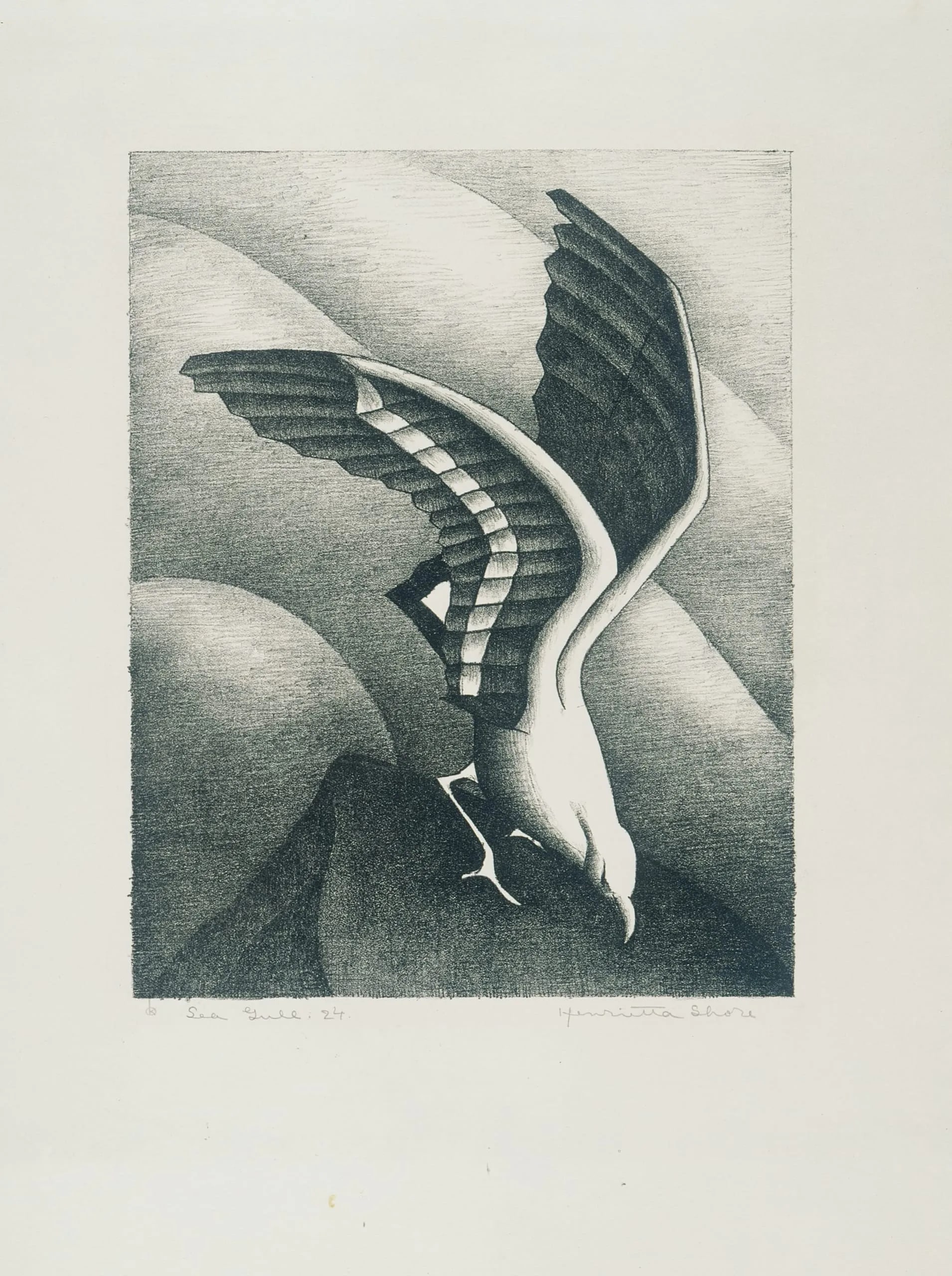 Sea Gull
