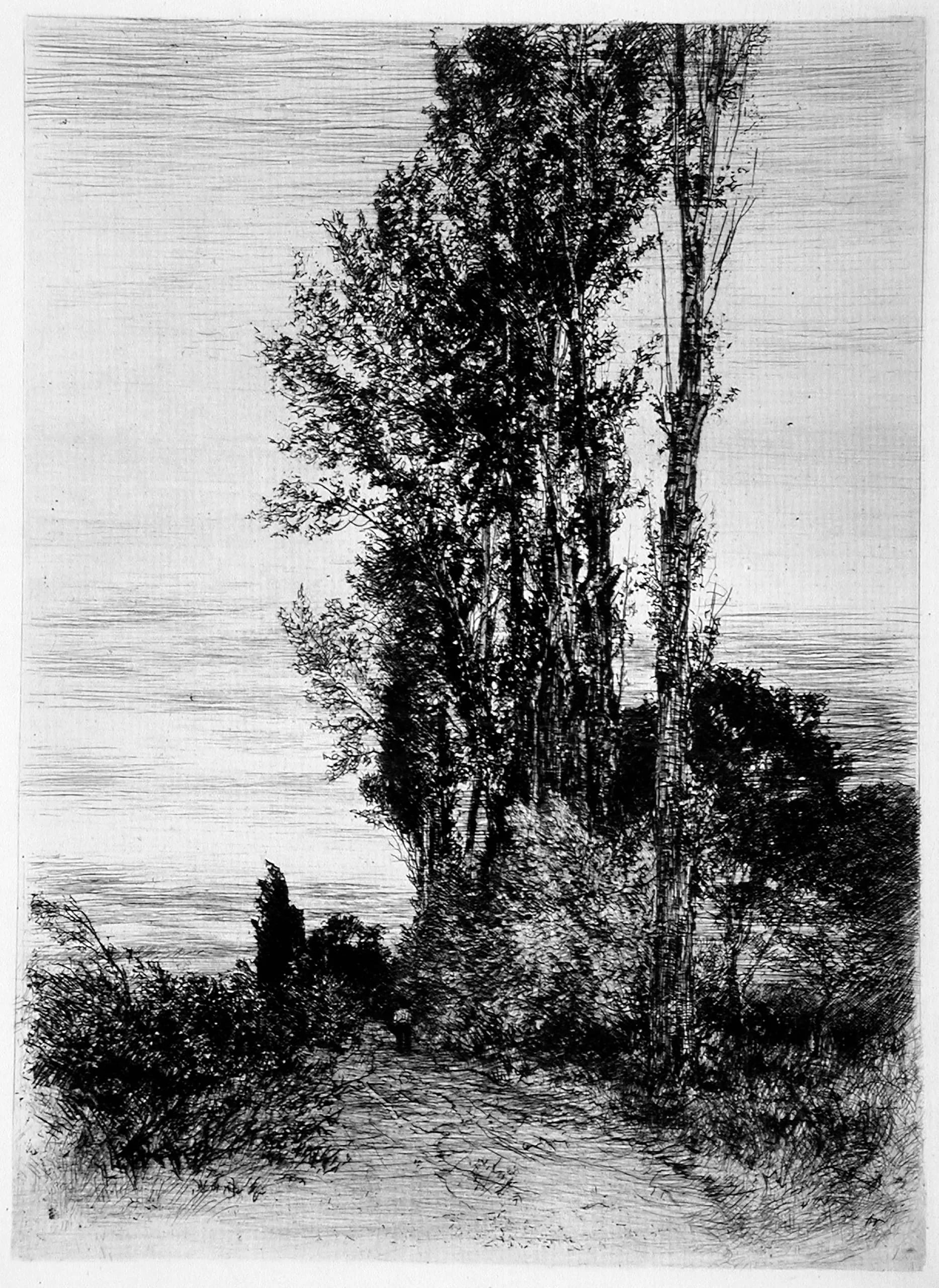 Poplars